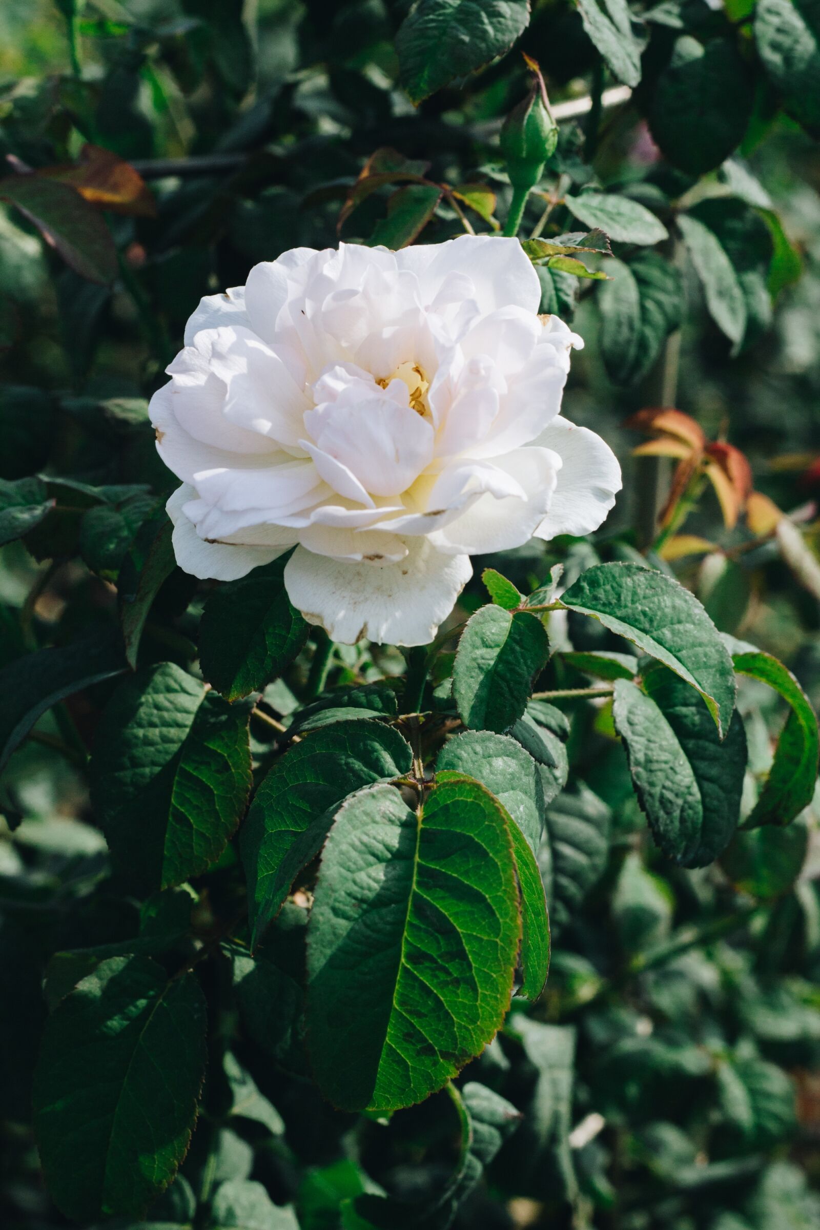 Canon EOS 700D (EOS Rebel T5i / EOS Kiss X7i) + Canon EF 50mm F1.8 II sample photo. Flower, pink, sunny photography