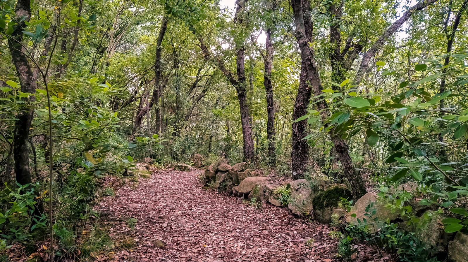 Xiaomi Mi A3 sample photo. Trail, path, field photography