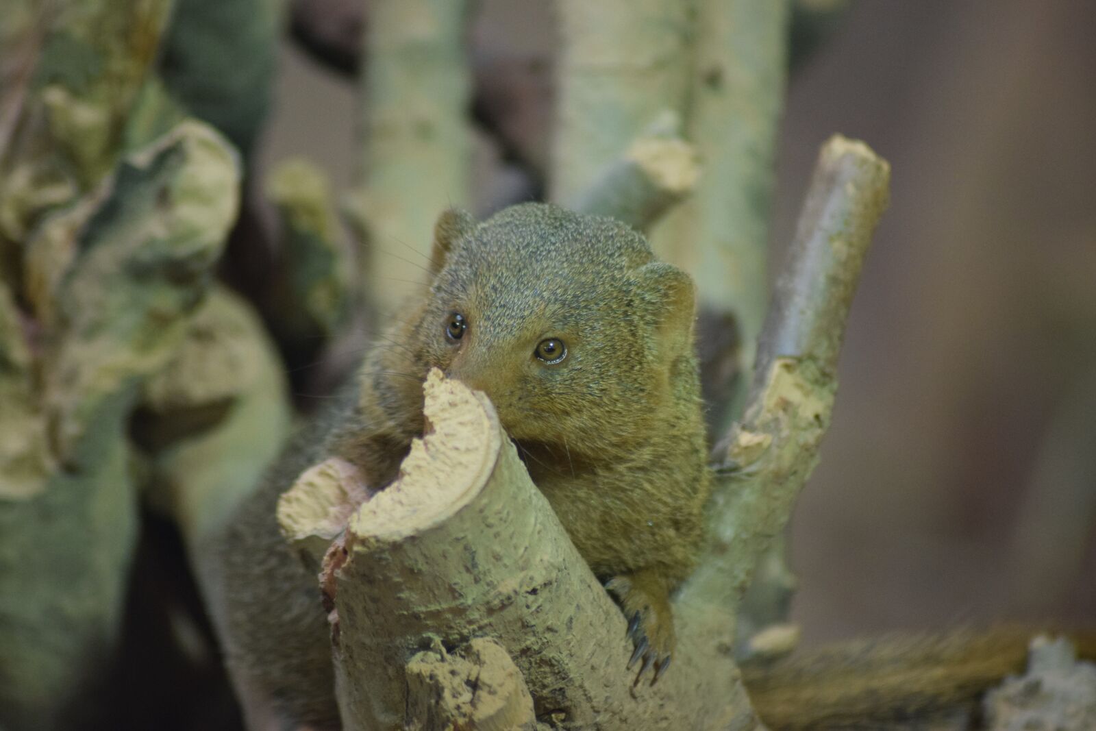 Nikon D3300 sample photo. Rodent, tree, animal photography