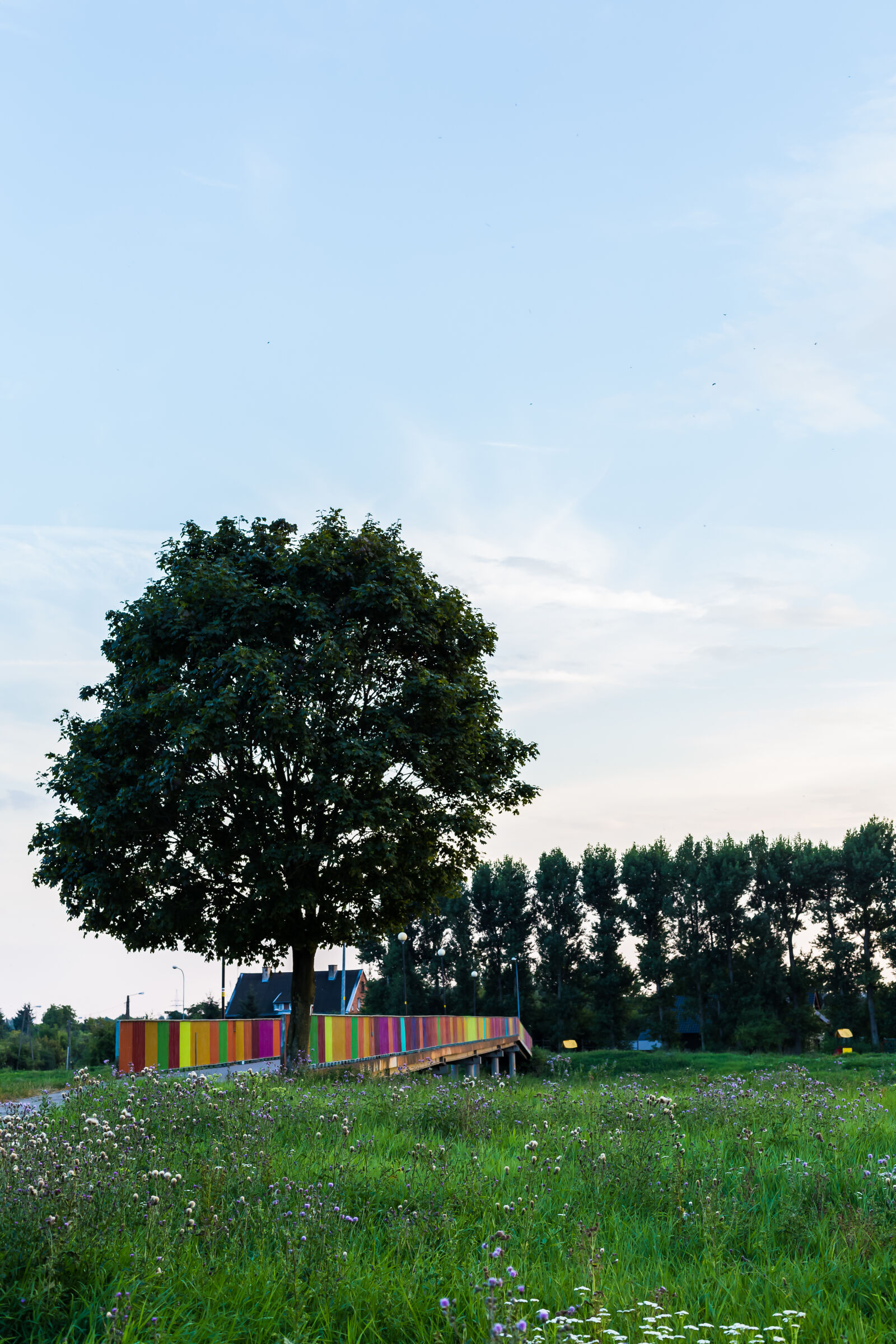 Canon EOS 6D + Canon EF 50mm F1.4 USM sample photo. Bridge, colorful, grass, lonely photography