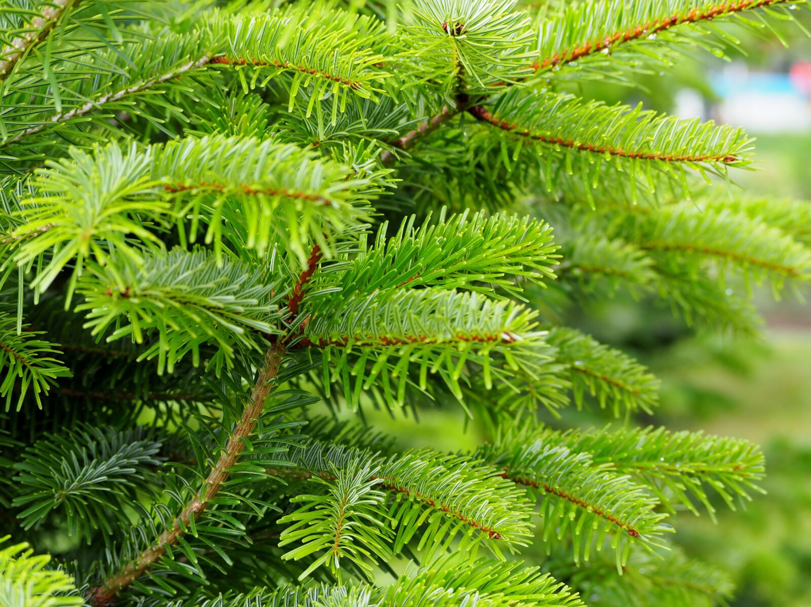 Olympus OM-D E-M10 sample photo. Conifer, fir tree, green photography