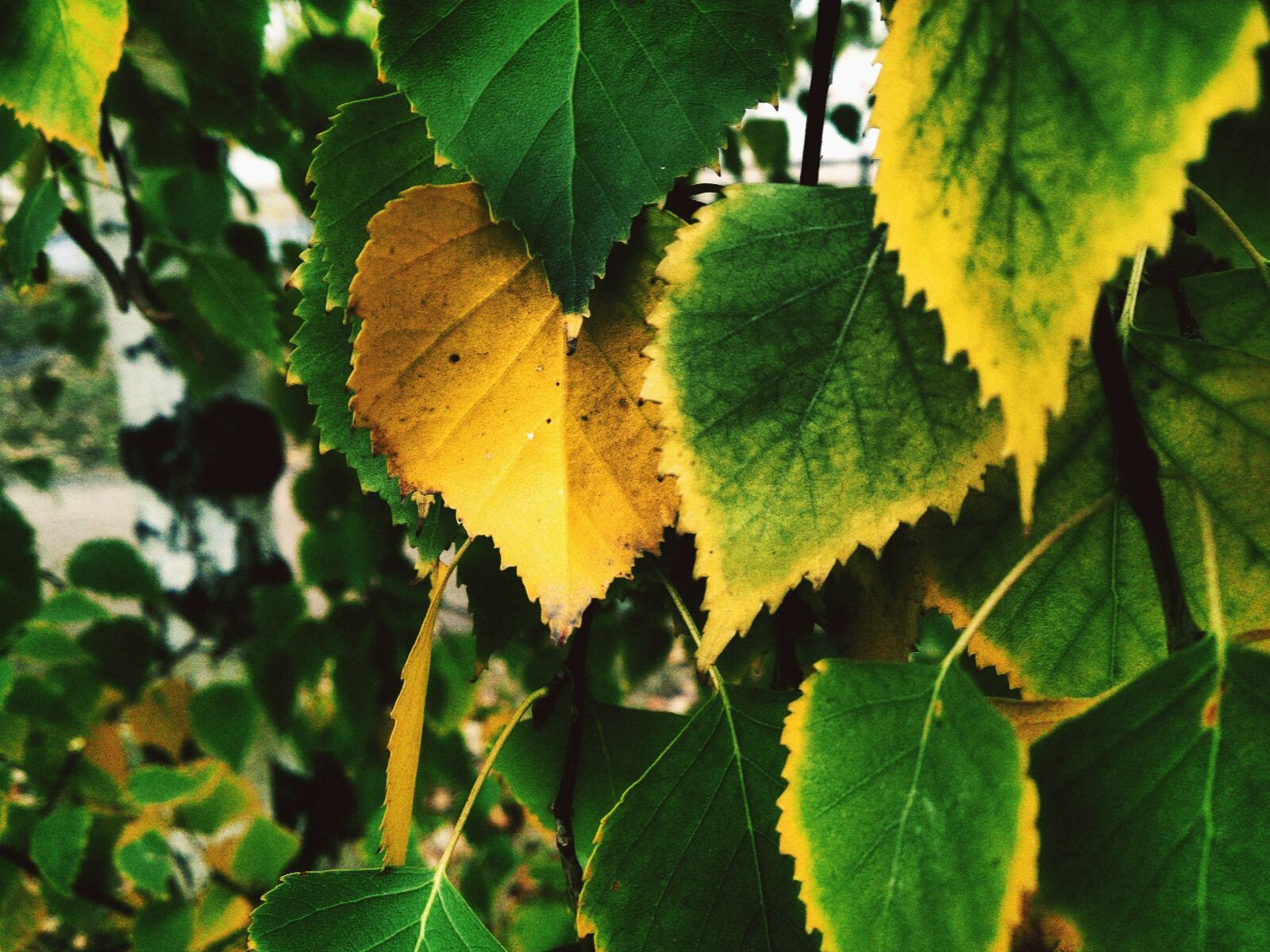 Sony Xperia Z sample photo. Yellow sheet, birch, autumn photography