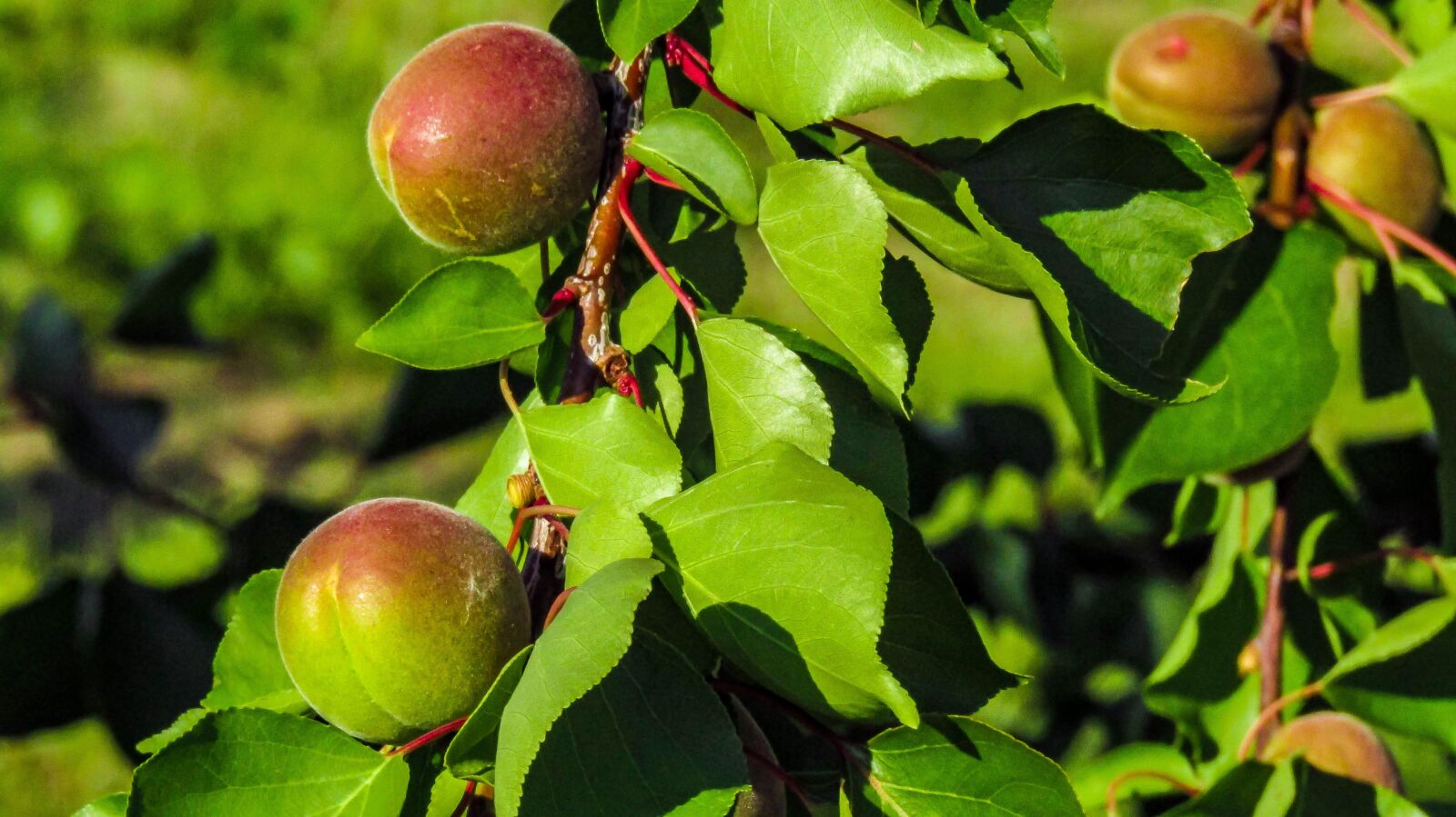Canon PowerShot SX410 IS sample photo. Peaches, peach, fruit trees photography