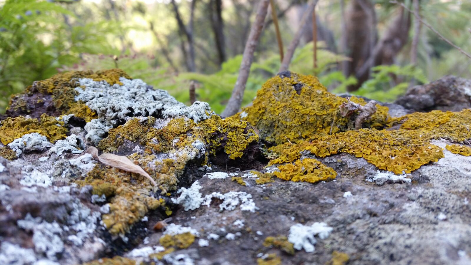 Samsung Galaxy S5 sample photo. Autumn, nature, fall color photography