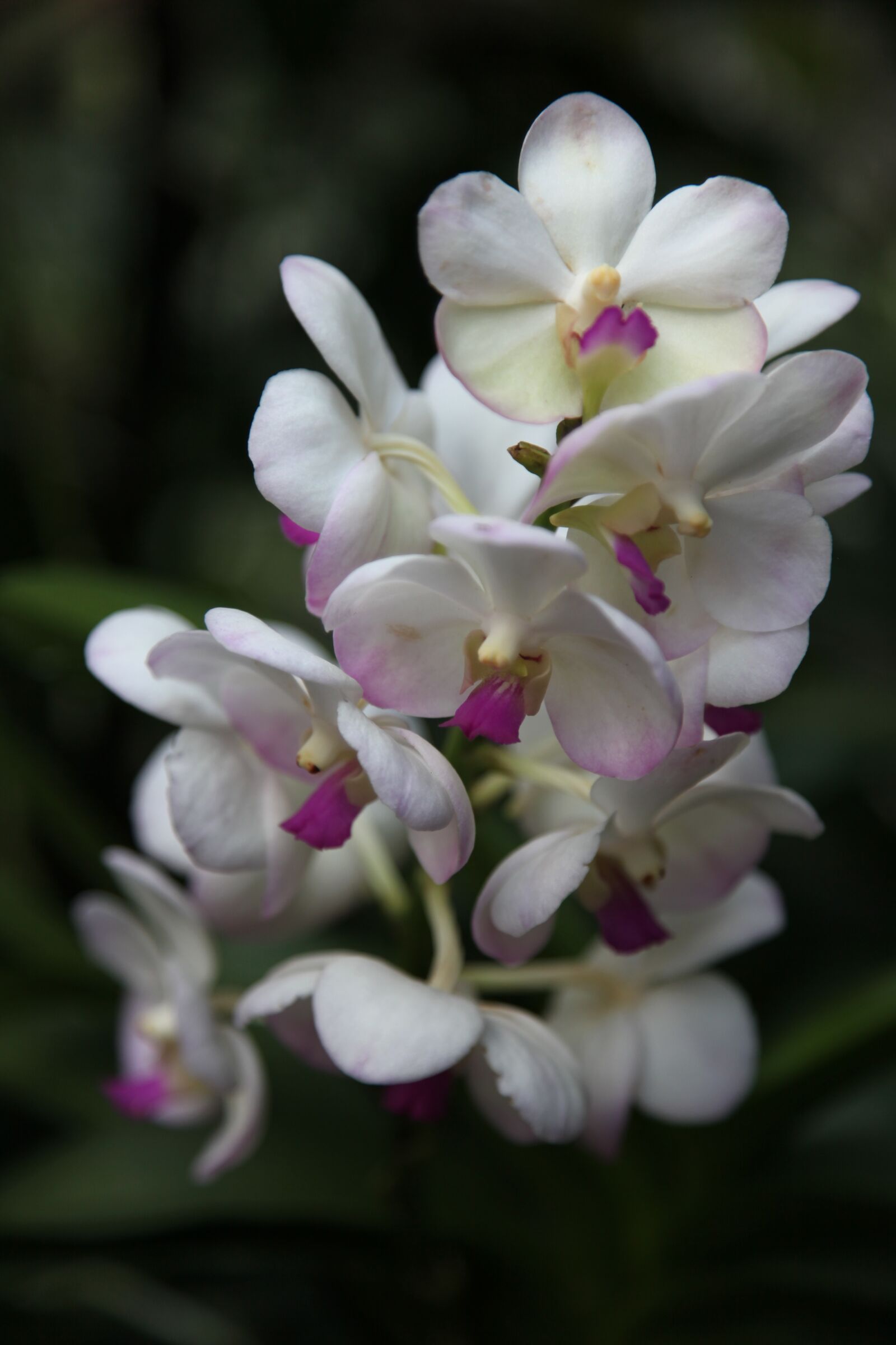 Canon EOS 5D Mark II sample photo. Orchid, flower, blossom photography