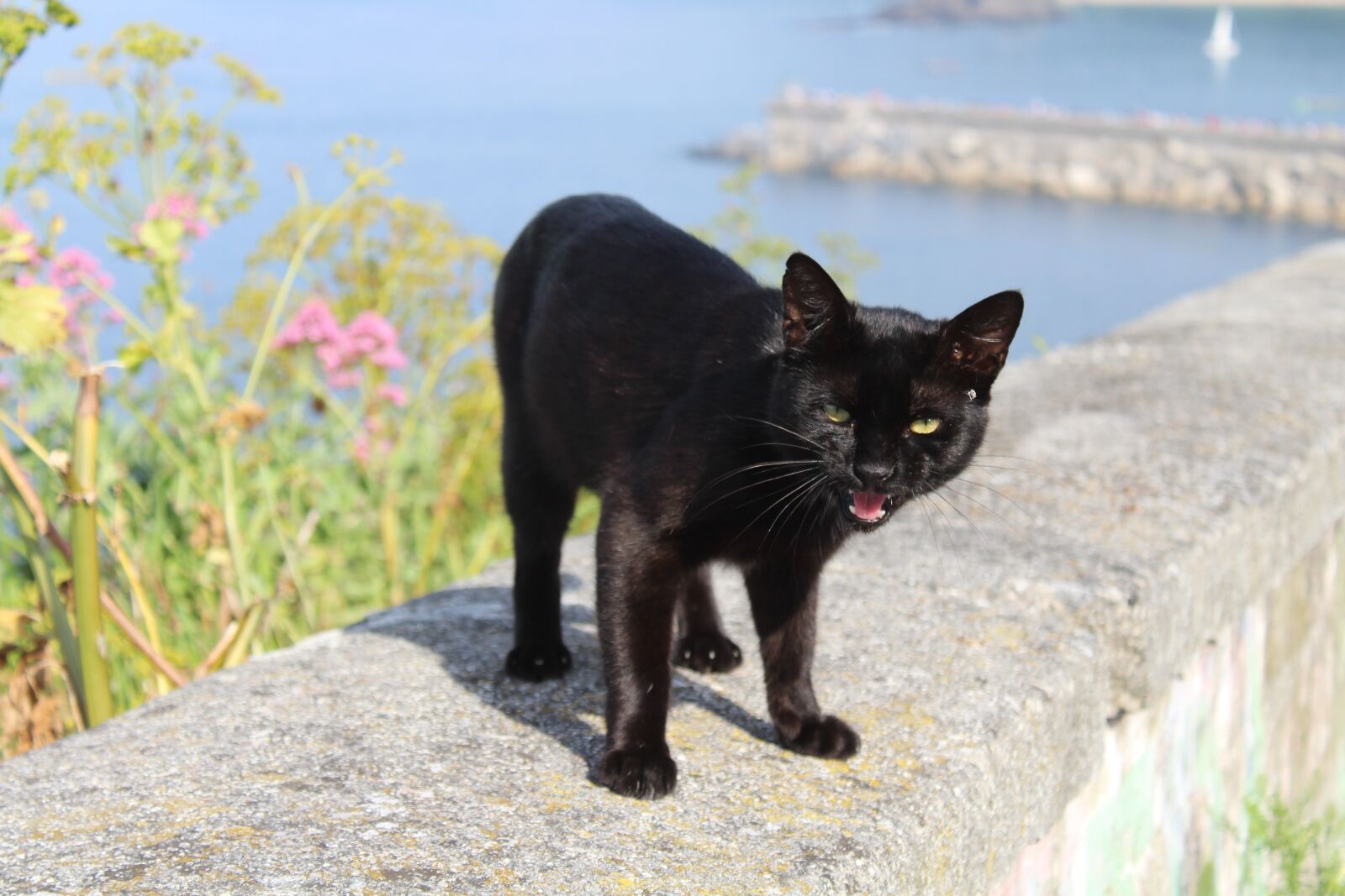 Canon EOS 1300D (EOS Rebel T6 / EOS Kiss X80) sample photo. Animal, cat, feline photography