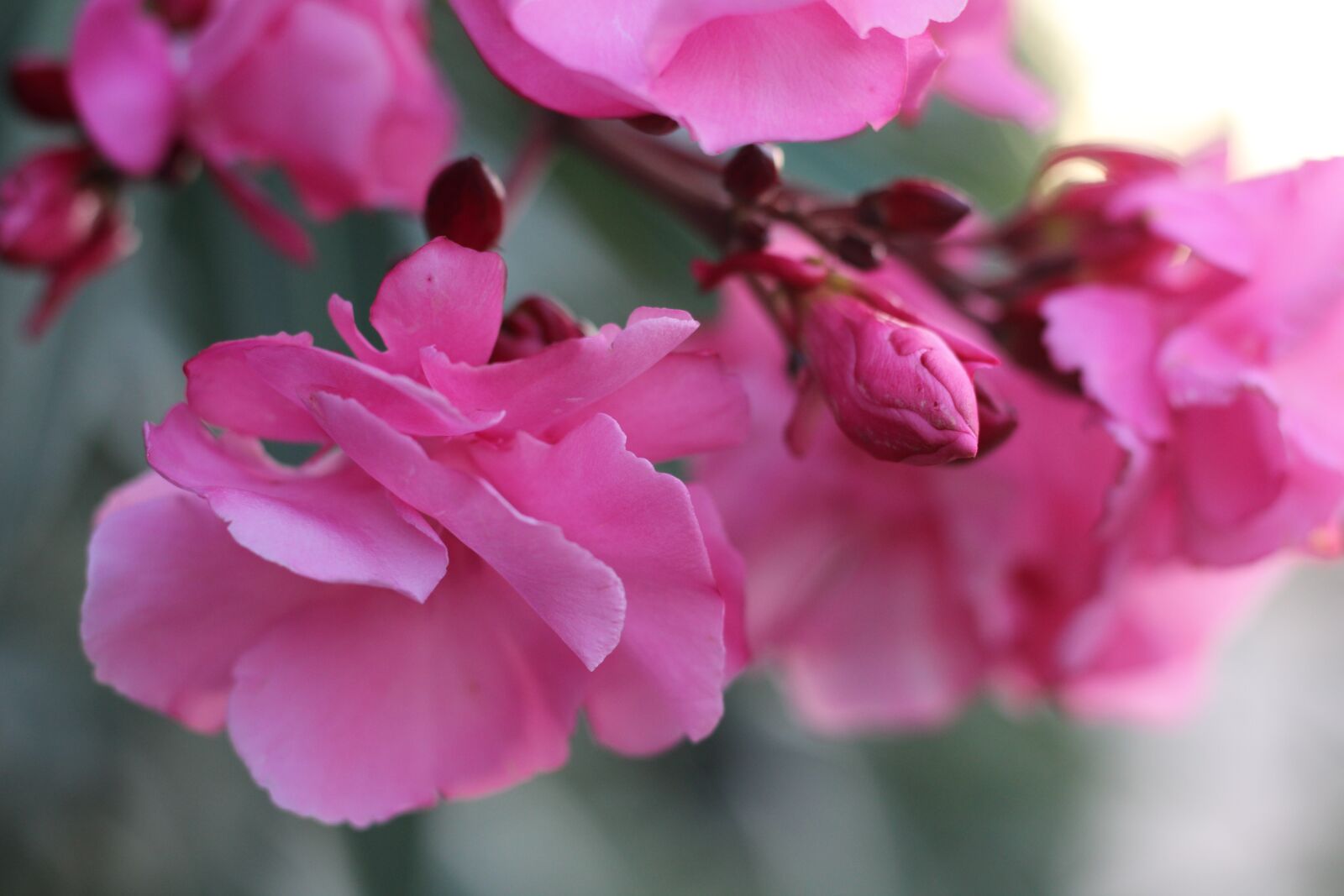 Canon EOS 1200D (EOS Rebel T5 / EOS Kiss X70 / EOS Hi) + Canon EF 50mm F1.8 STM sample photo. Flower, plant, nature photography