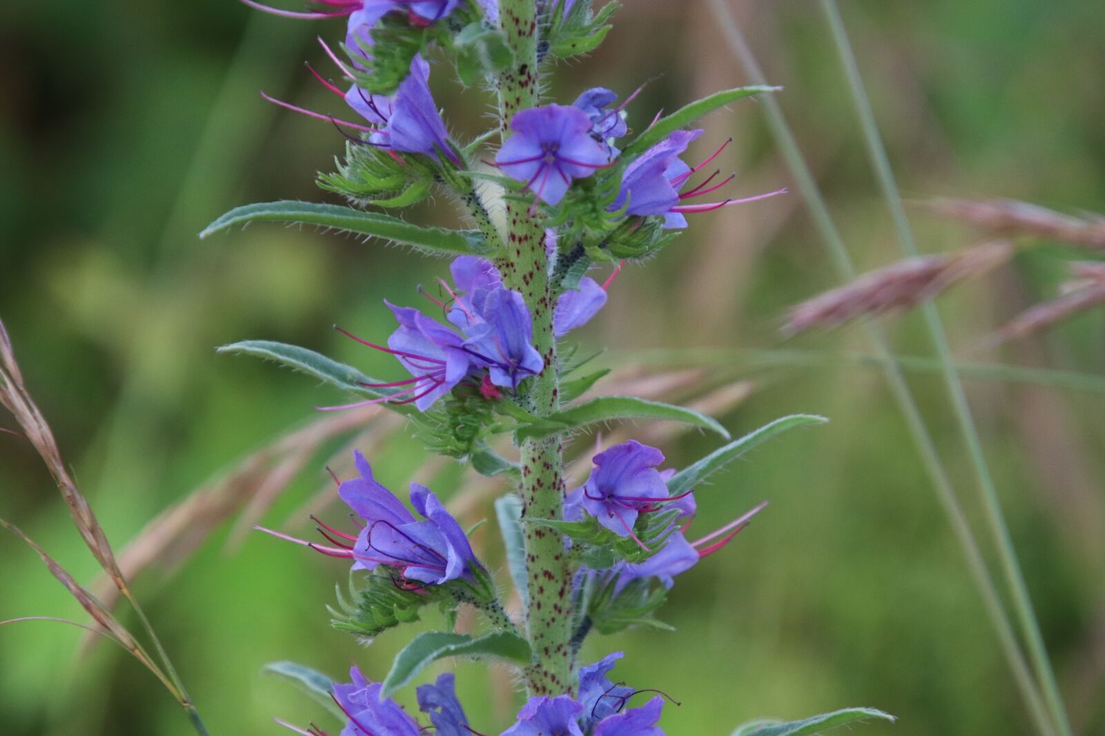 Canon EOS 800D (EOS Rebel T7i / EOS Kiss X9i) sample photo. Flowers, blue, purple botanical photography