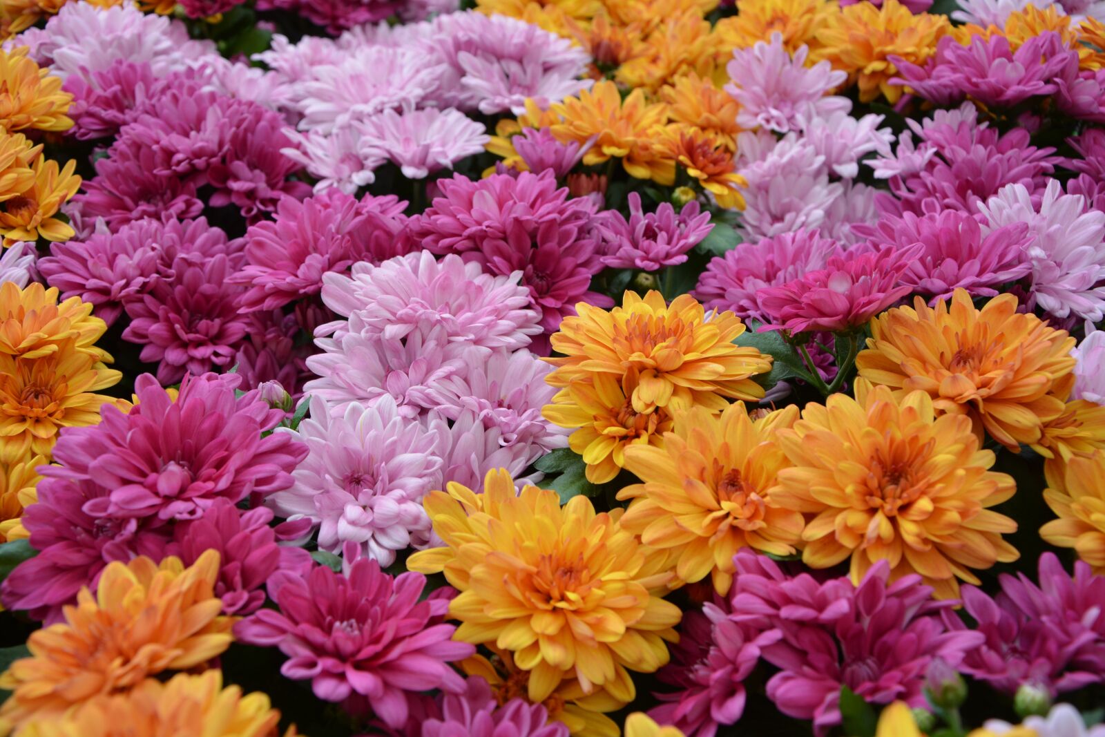 Nikon D5200 sample photo. Flower, flowers, plants photography