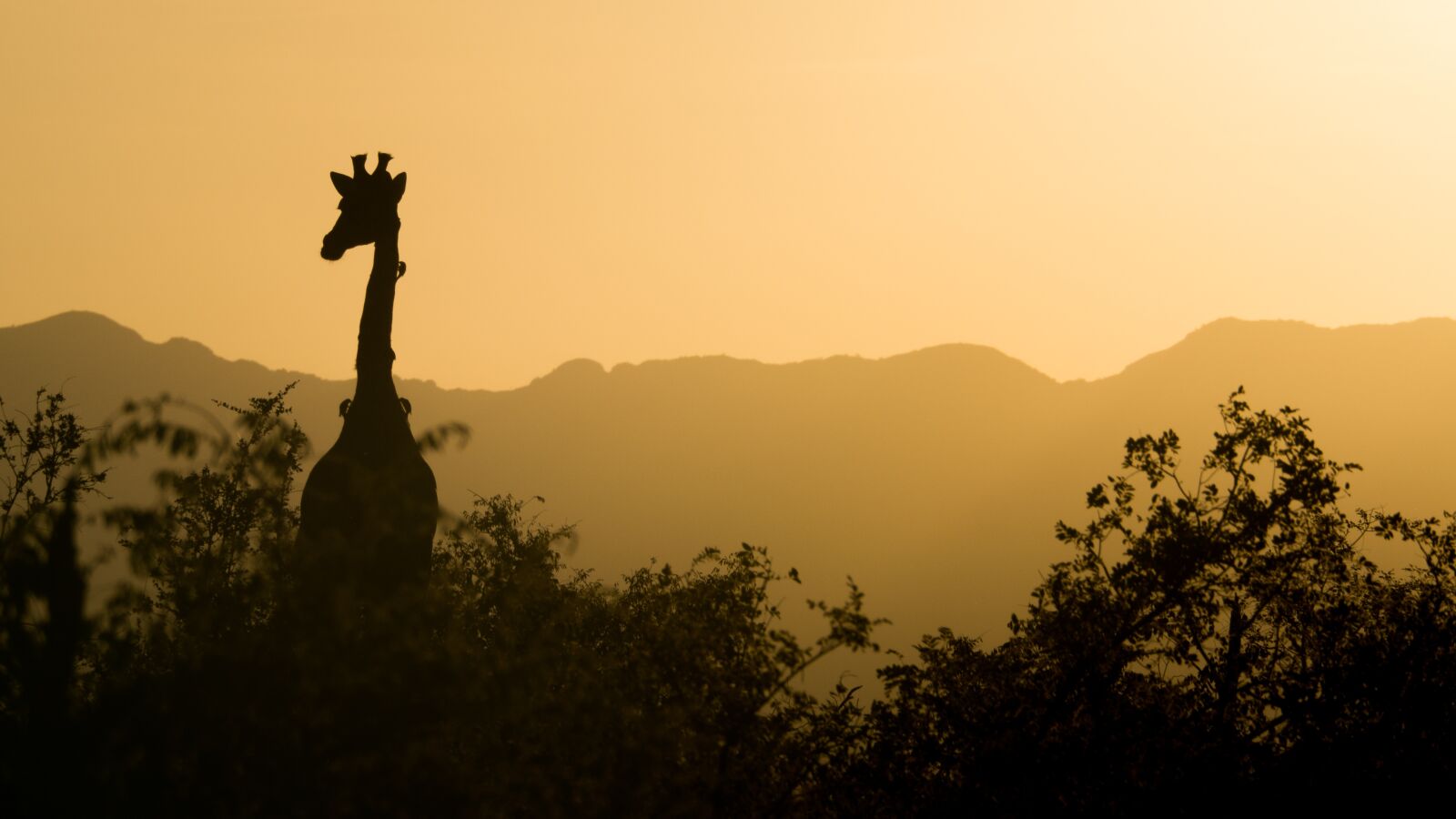 Olympus OM-D E-M10 II sample photo. Giraffe, sunset, yellow photography