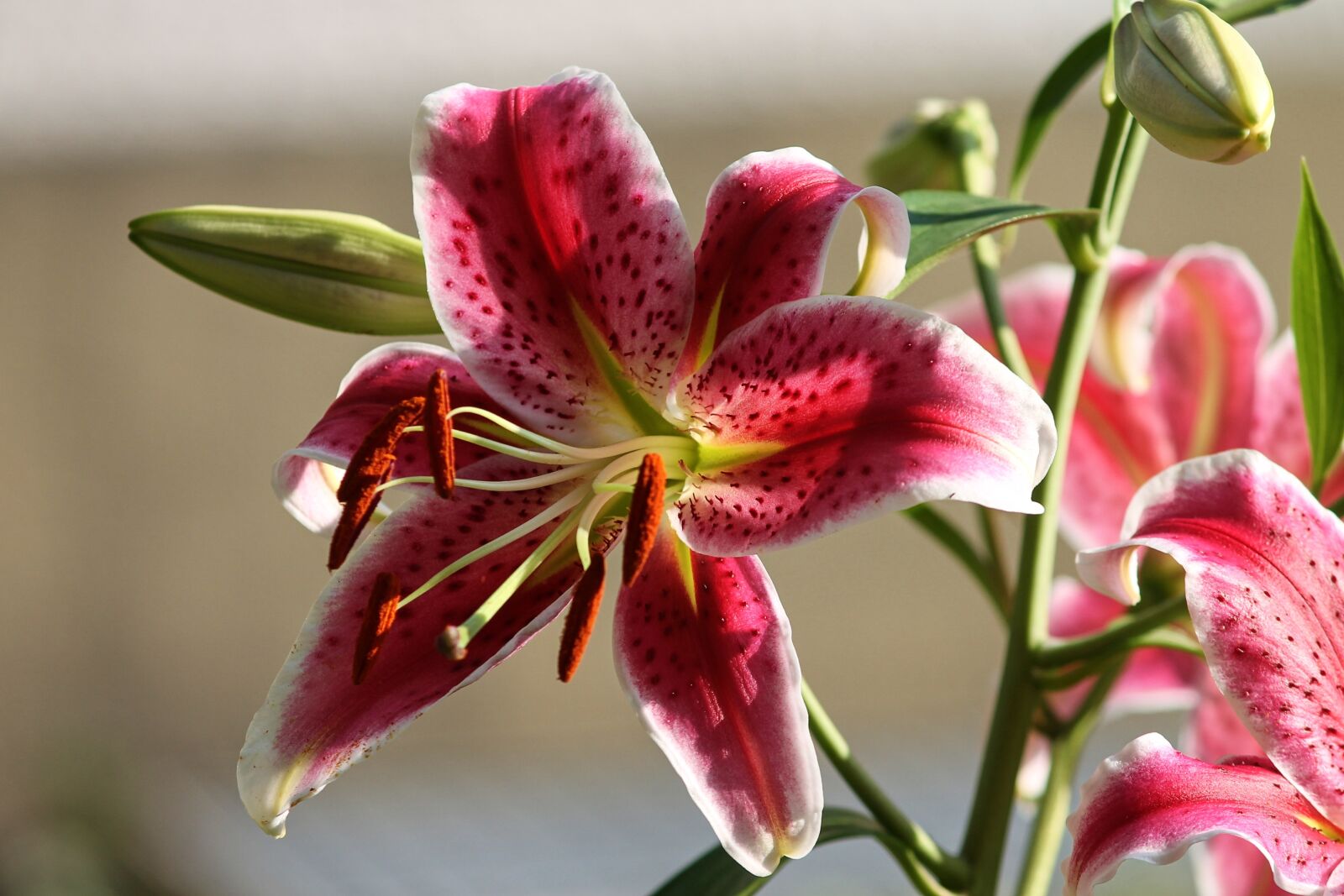 Canon EOS 1100D (EOS Rebel T3 / EOS Kiss X50) sample photo. Lily, liliaceae, red photography