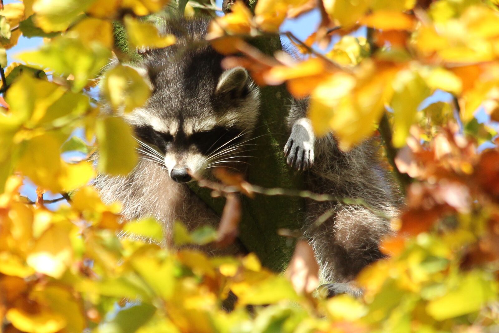 Canon EOS 550D (EOS Rebel T2i / EOS Kiss X4) sample photo. Zoo, animals, autumn photography