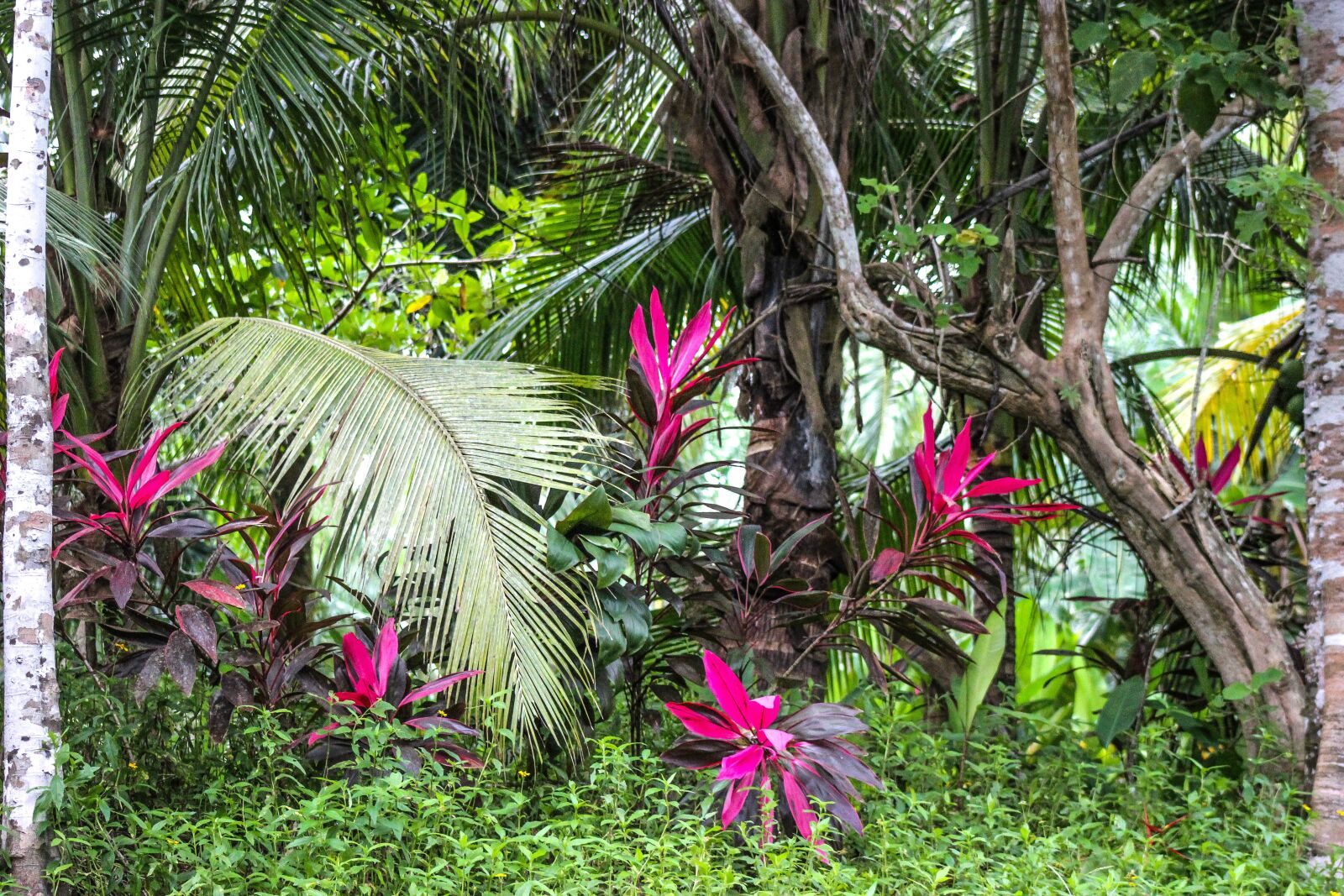 Canon EF75-300mm f/4-5.6 sample photo. Red leaf, jungle, rainforest photography