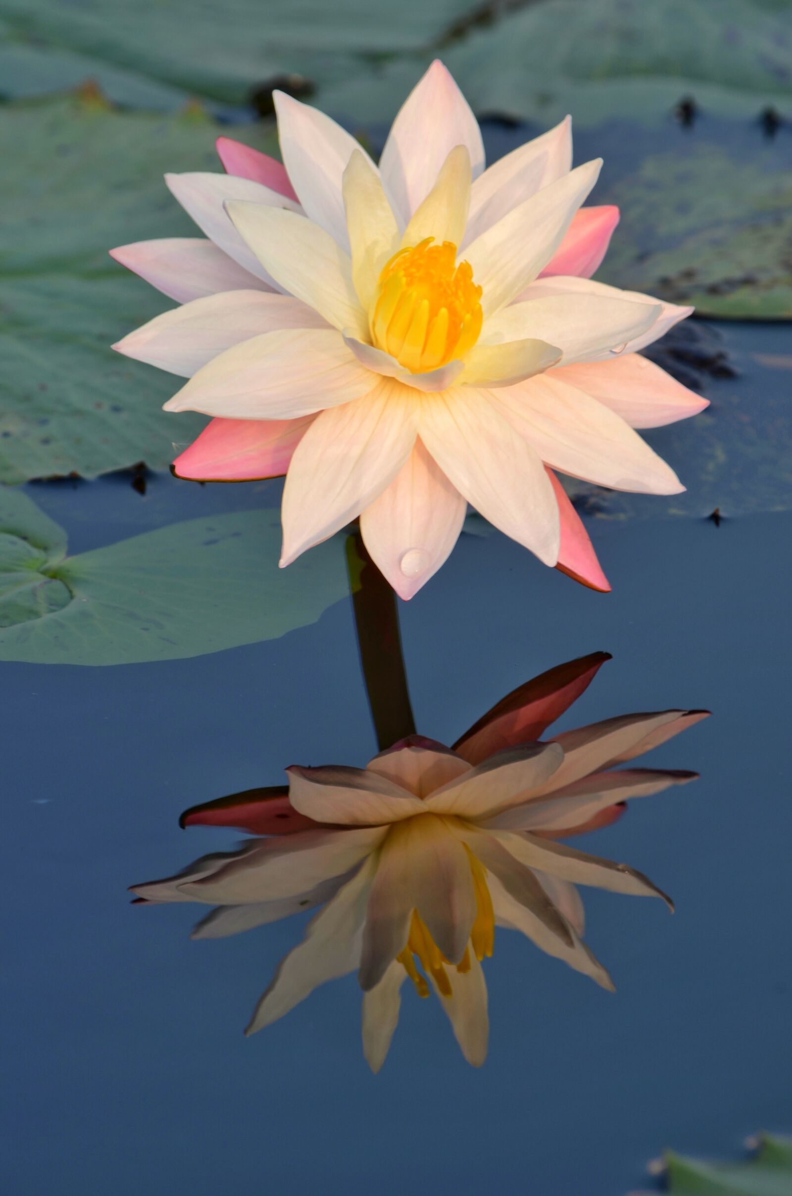 Nikon D5100 sample photo. Flower, pool, lotus photography