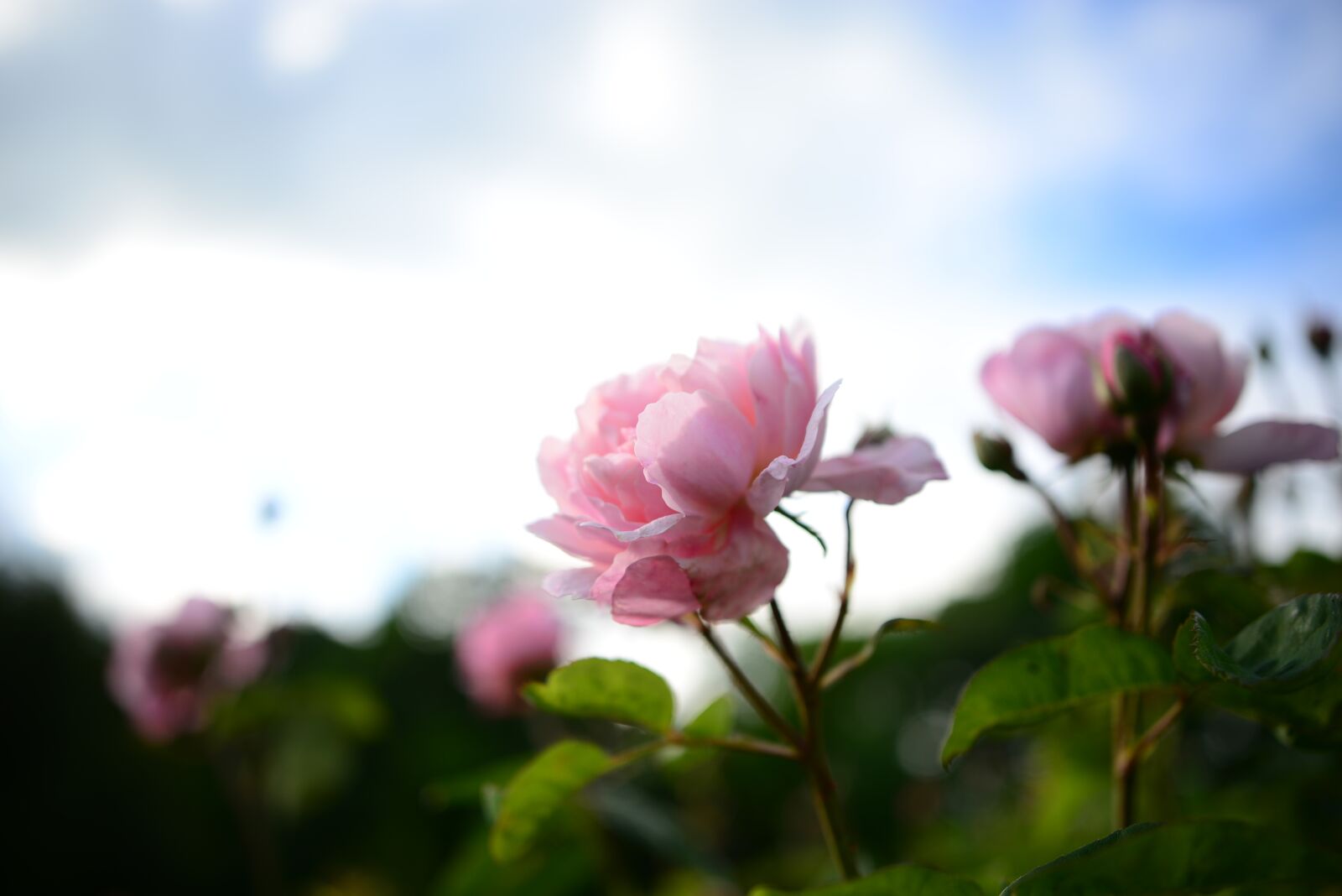 Nikon D610 sample photo. Rose, flower, garden photography