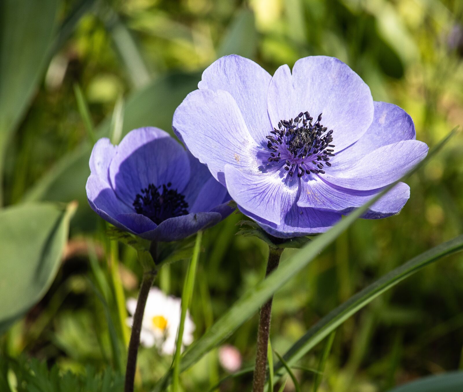 Canon EF-S 55-250mm F4-5.6 IS STM sample photo. Anemone, flower, ornamental plant photography