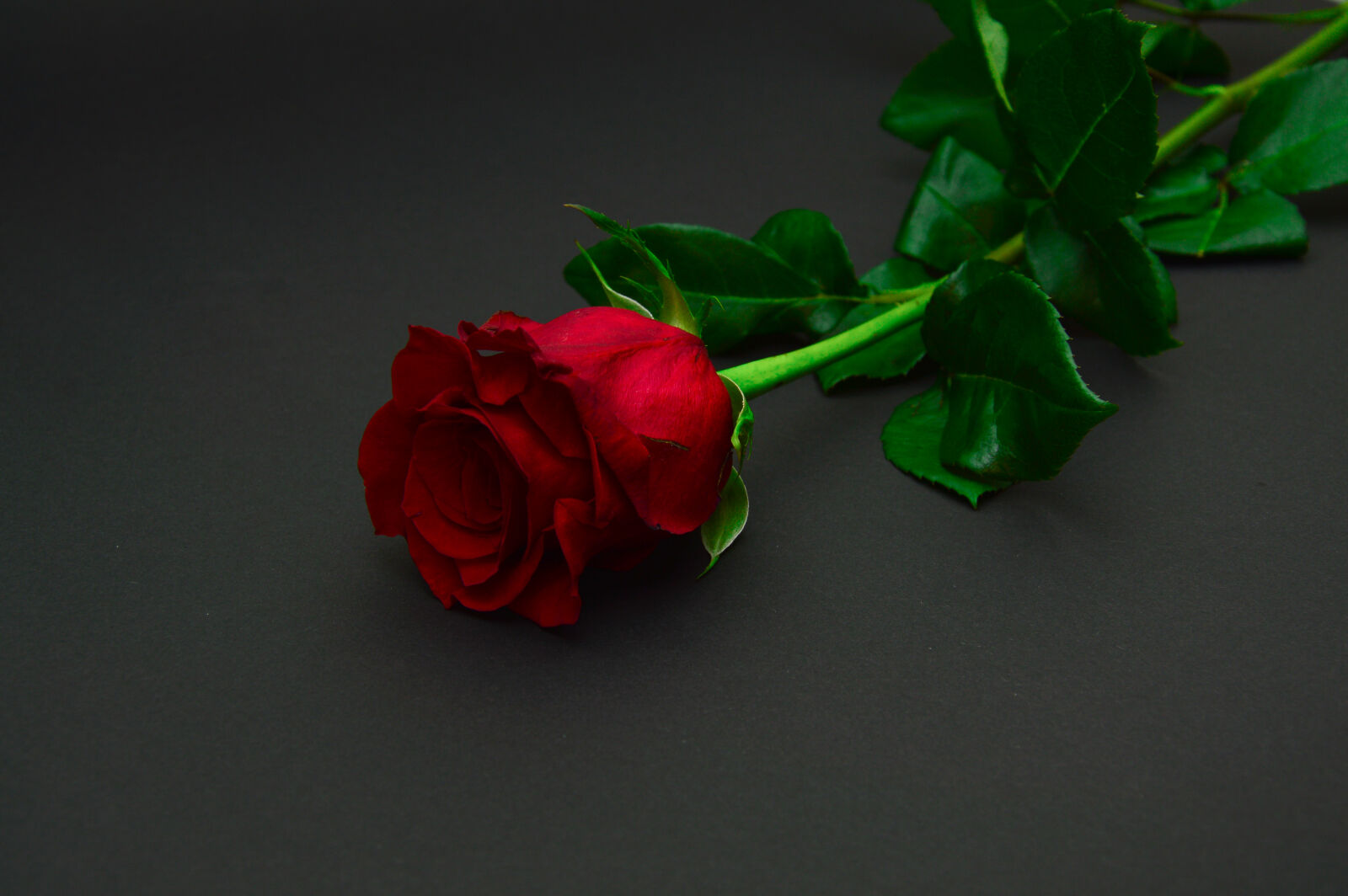 Nikon D3200 sample photo. Flower, rose photography