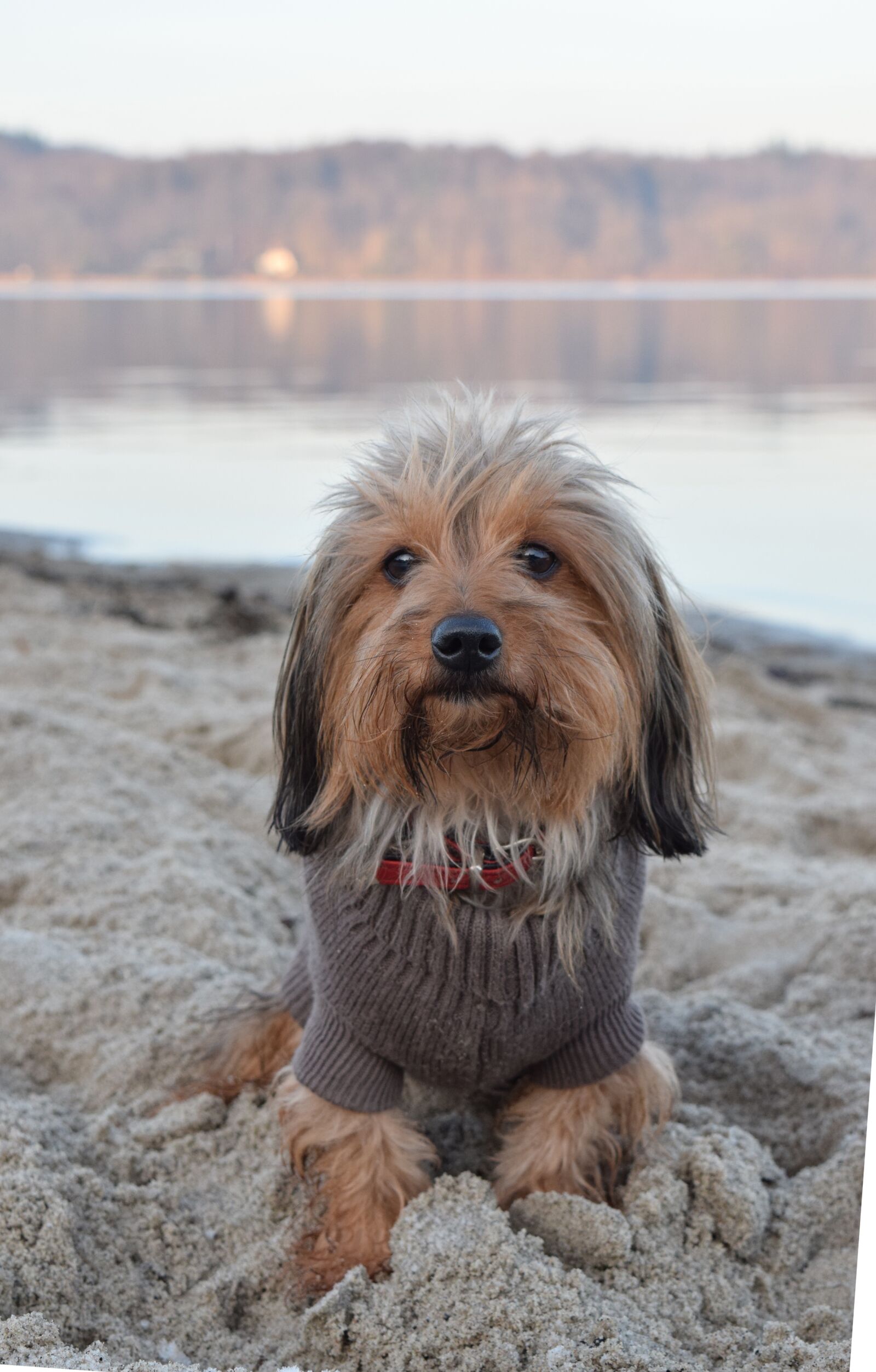 Nikon D5300 sample photo. Dog, beach, sand photography