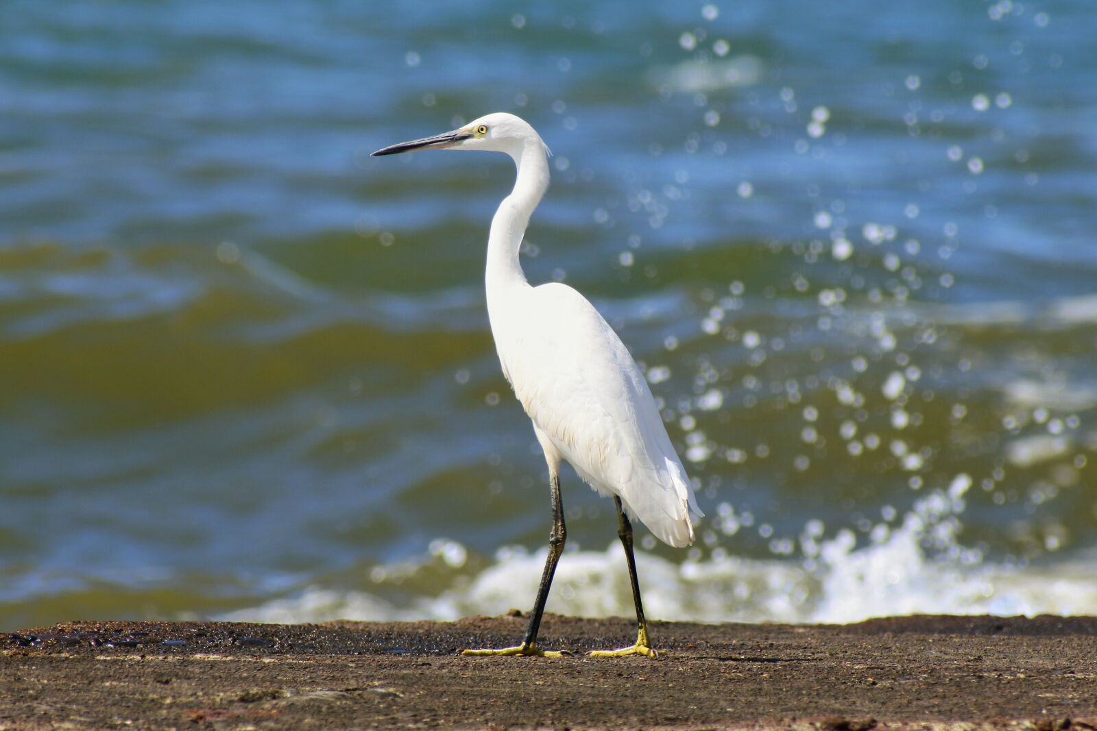 VR 70-300mm f/4.5-6.3G sample photo. Animal, sea, beach photography