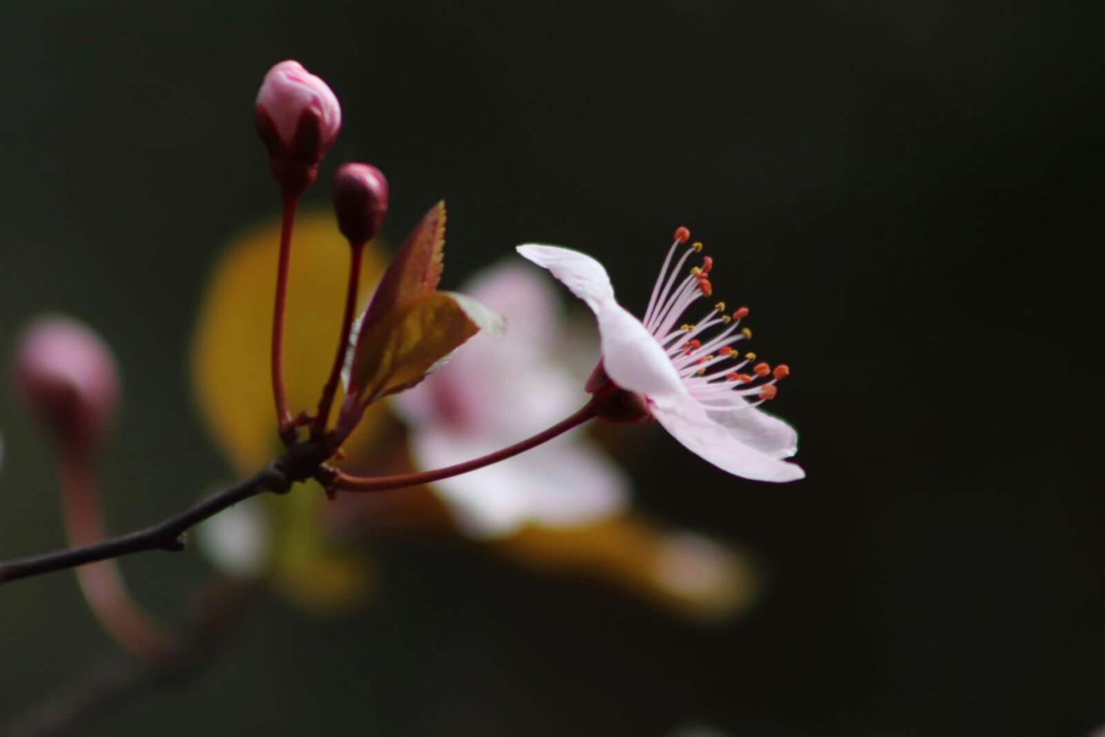 Canon EOS 800D (EOS Rebel T7i / EOS Kiss X9i) sample photo. Pink, early bloomer, plum photography