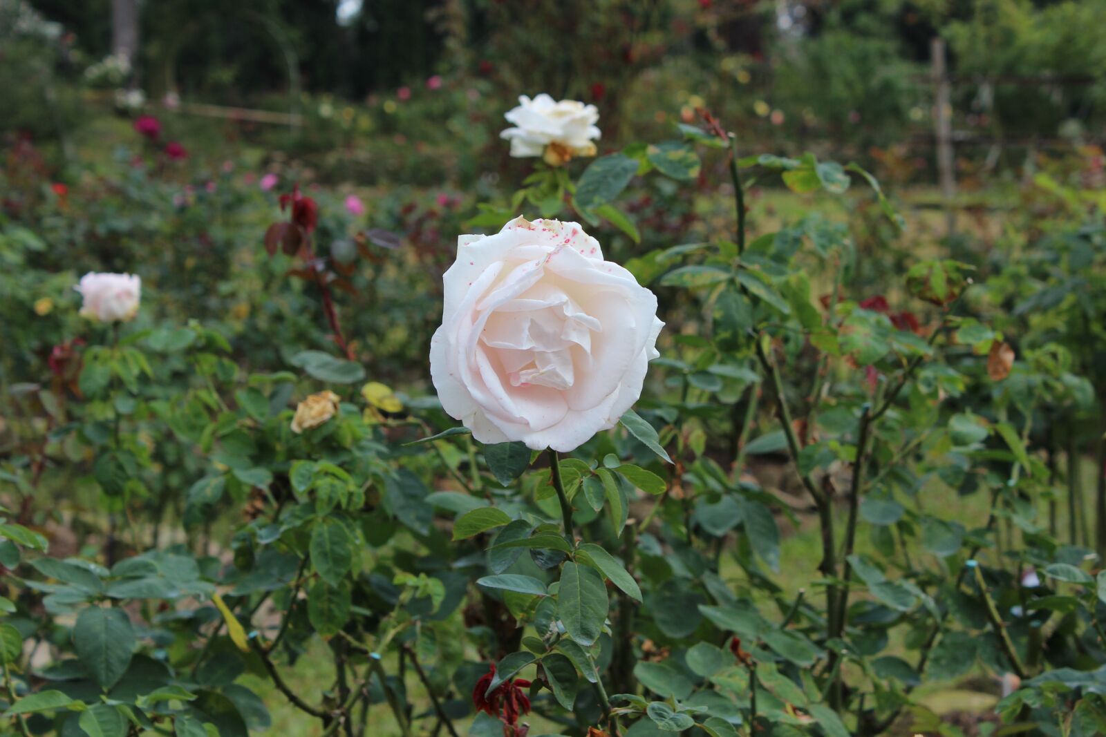 Canon EOS 600D (Rebel EOS T3i / EOS Kiss X5) sample photo. Rose, garden, bloom photography
