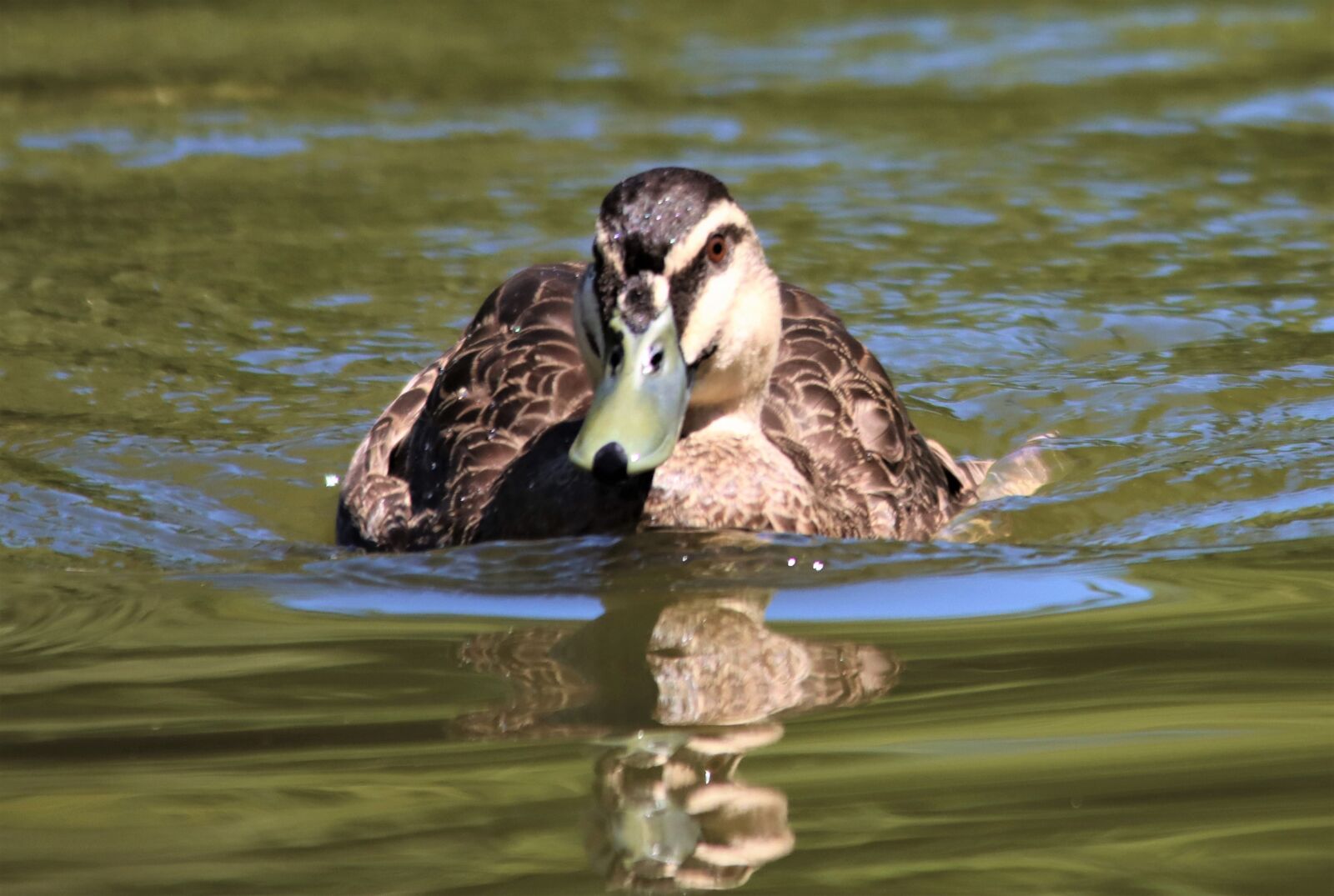 Canon EOS 90D sample photo. Pacific black duck, wading photography