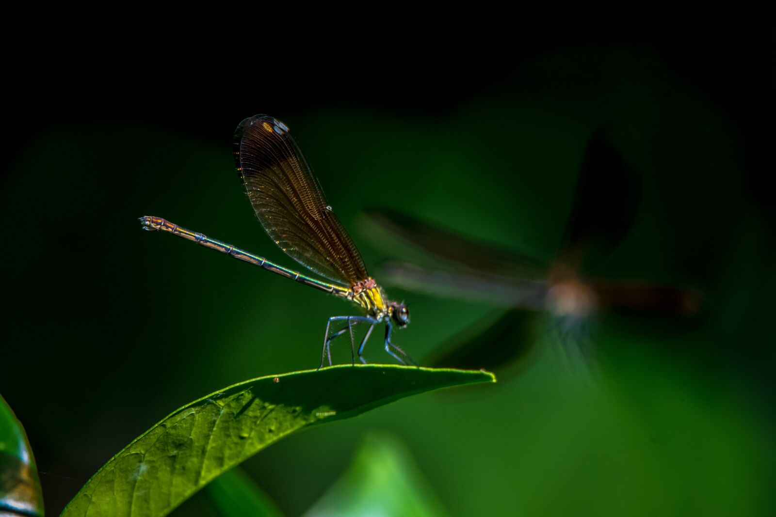 Tamron SP 150-600mm F5-6.3 Di VC USD sample photo. Dragonfly, insect, insects photography
