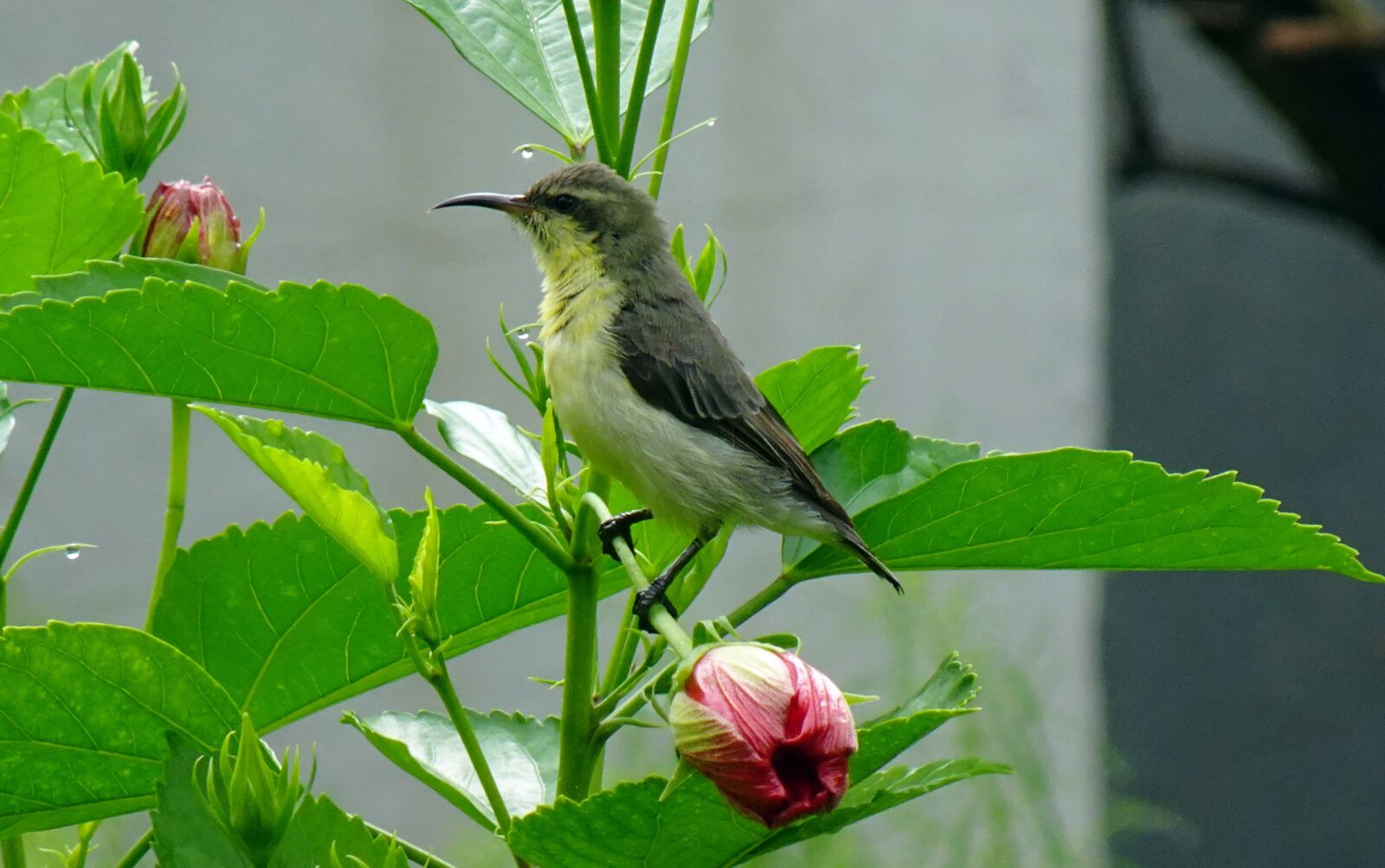Sony DSC-WX800 sample photo. Bird, purple sunbird, cinnyris photography