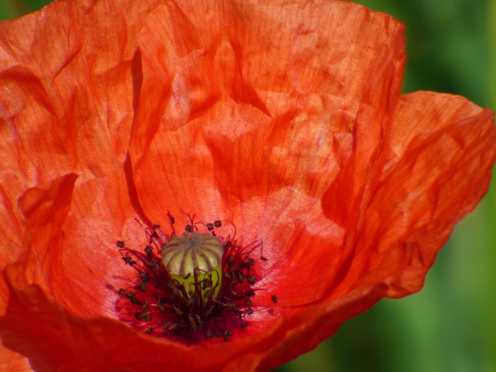 Panasonic DMC-FZ72 sample photo. Poppy, flower, field photography