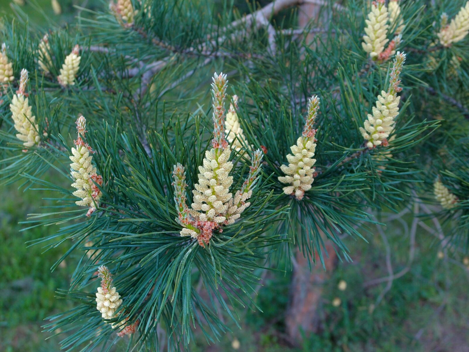 Olympus XZ-1 sample photo. Pine, needles, flowers photography
