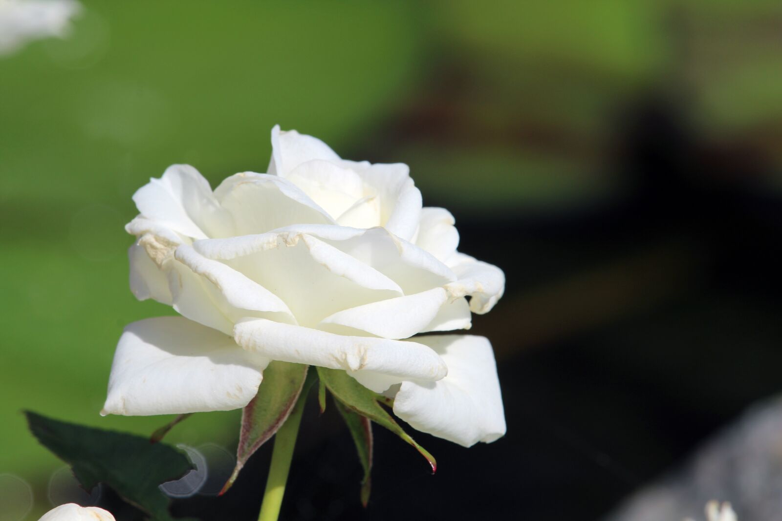 Лепестками белых роз. Роза Вайт Найт. Роза Вайт Найт фото. Белые розы в природе. Белая роза распускается.