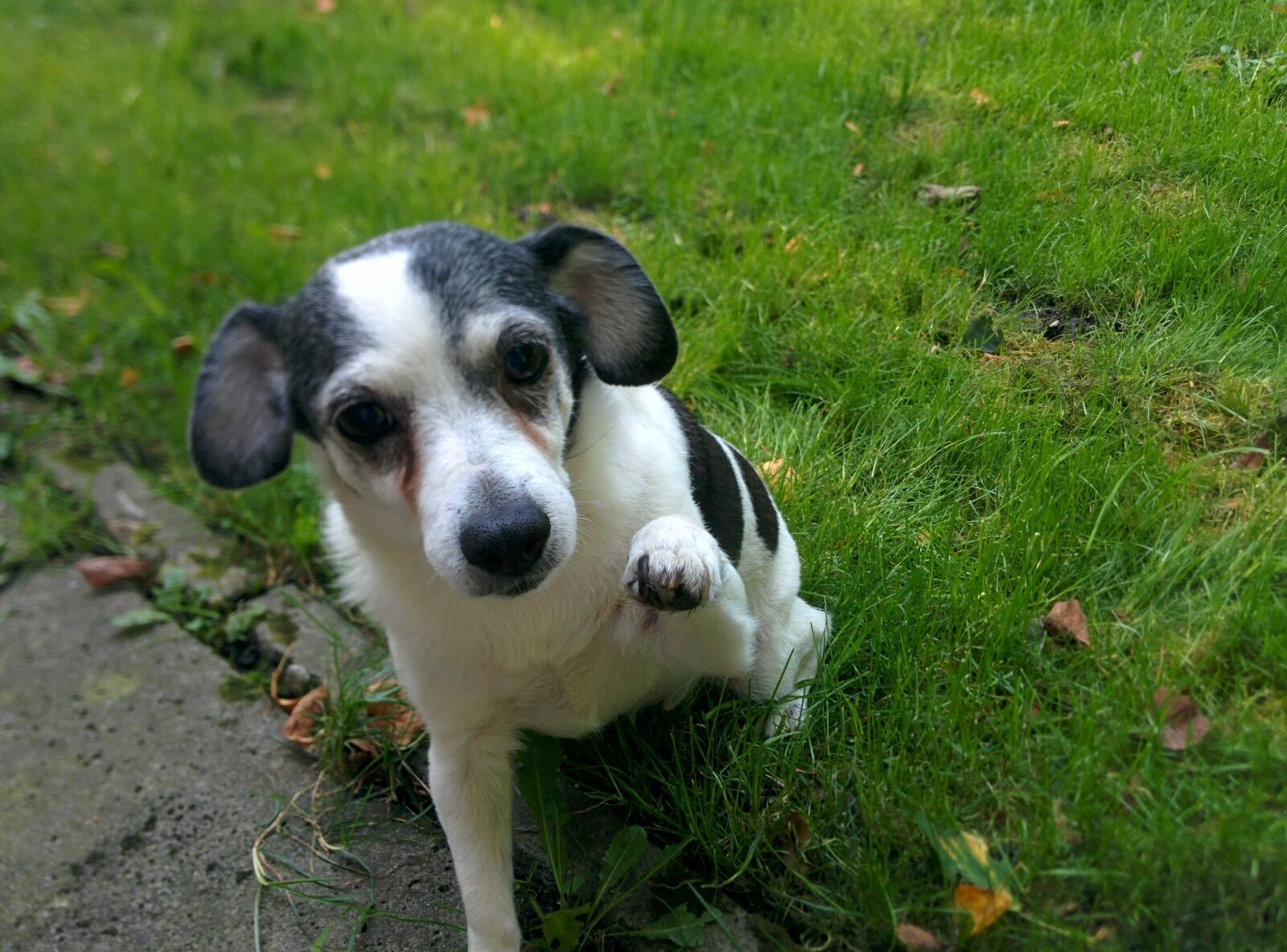 LG Nexus 5 sample photo. Dog, dot, white dog photography