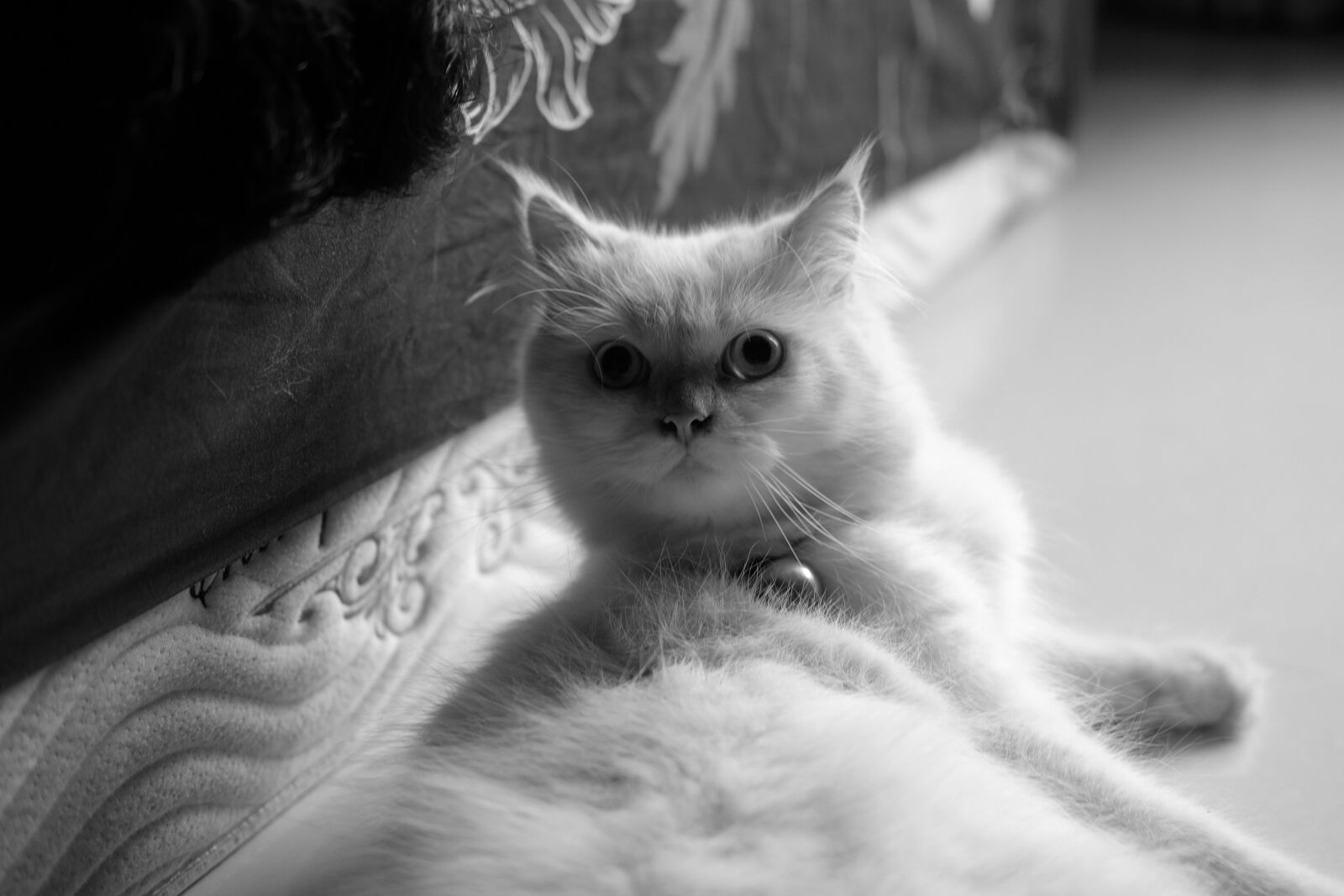 Fujifilm X-T10 + Fujifilm XF 35mm F2 R WR sample photo. Cats, monochrome, white photography