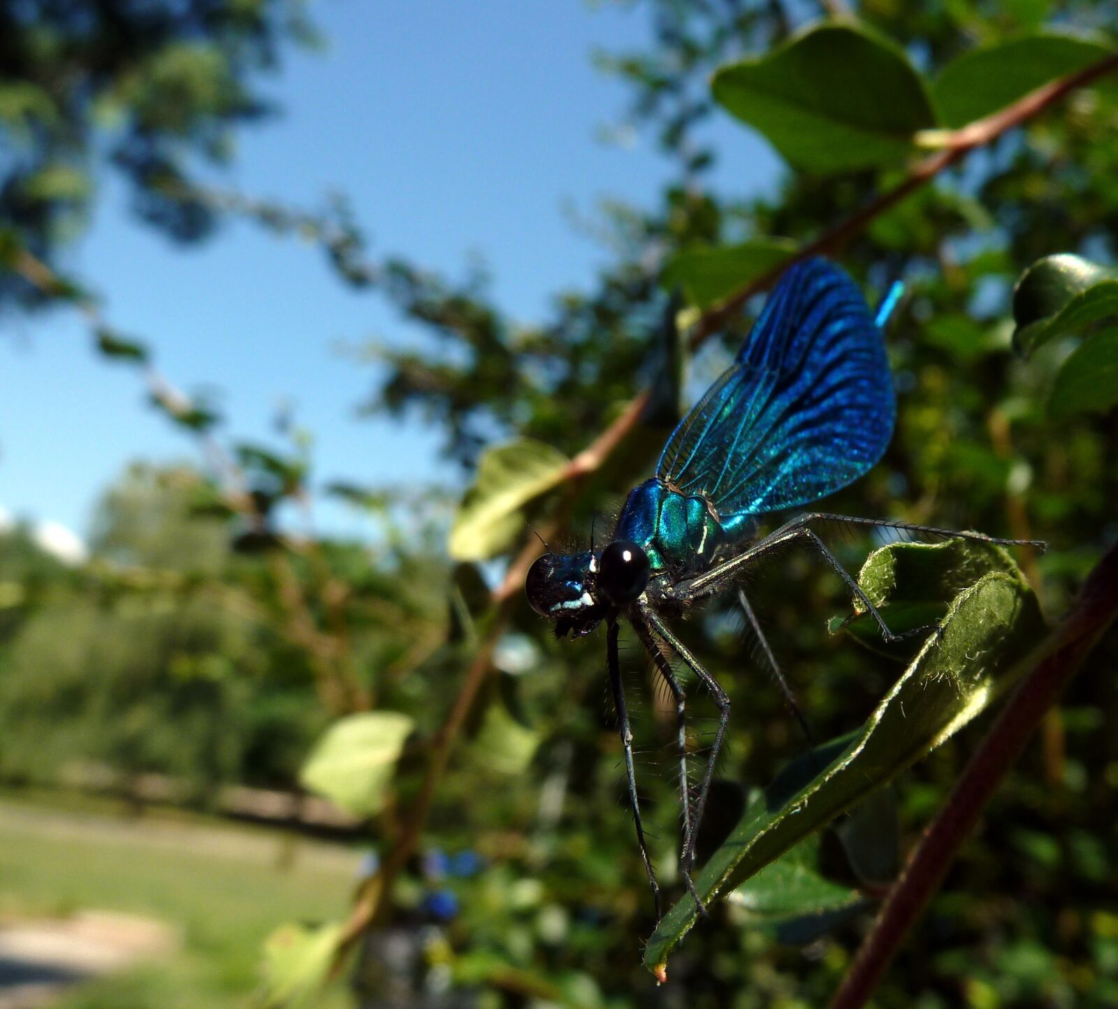 Panasonic Lumix DMC-ZS7 (Lumix DMC-TZ10) sample photo. Dragonfly, insects, nature photography