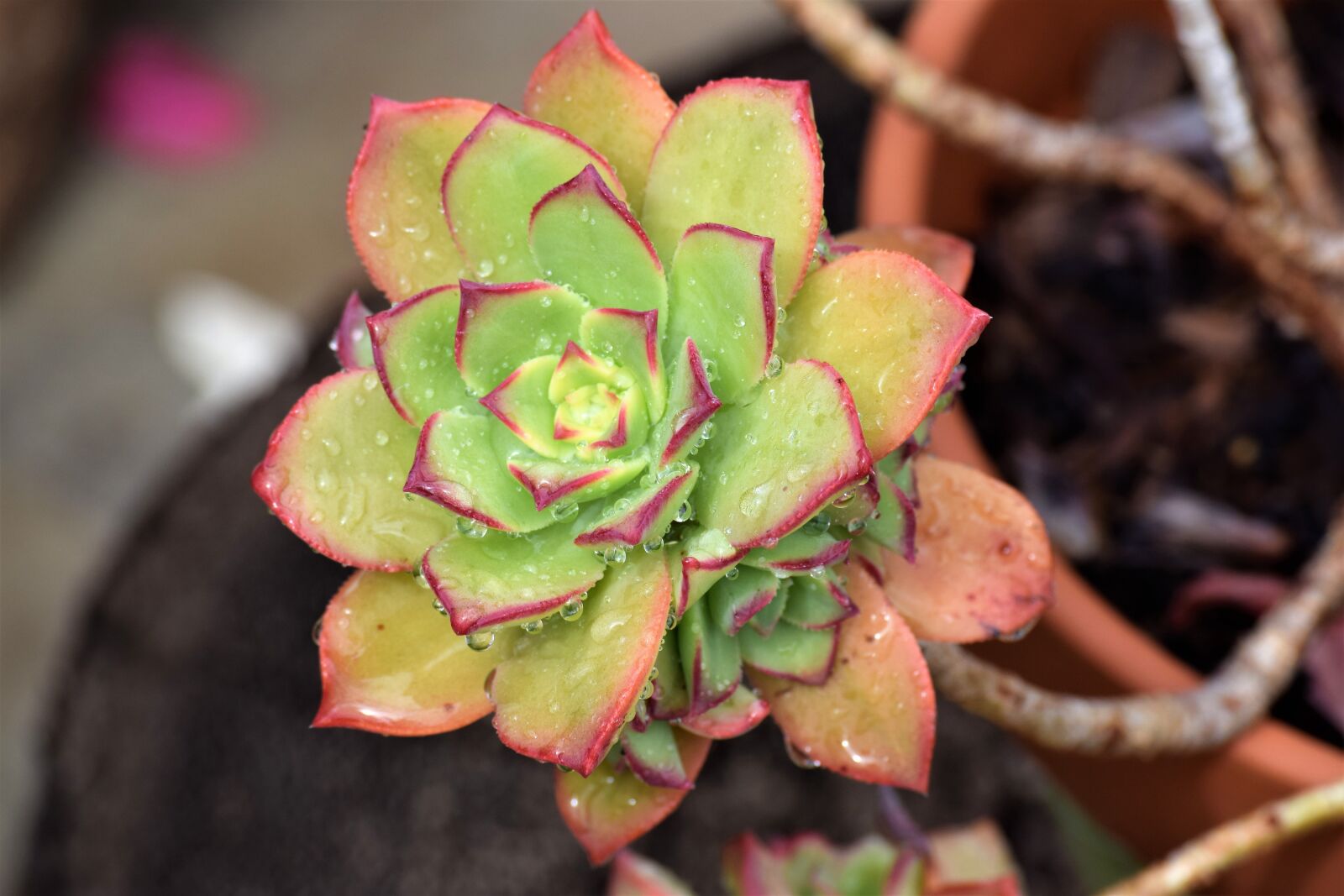 Nikon D3300 sample photo. Plant, succulent, nature photography