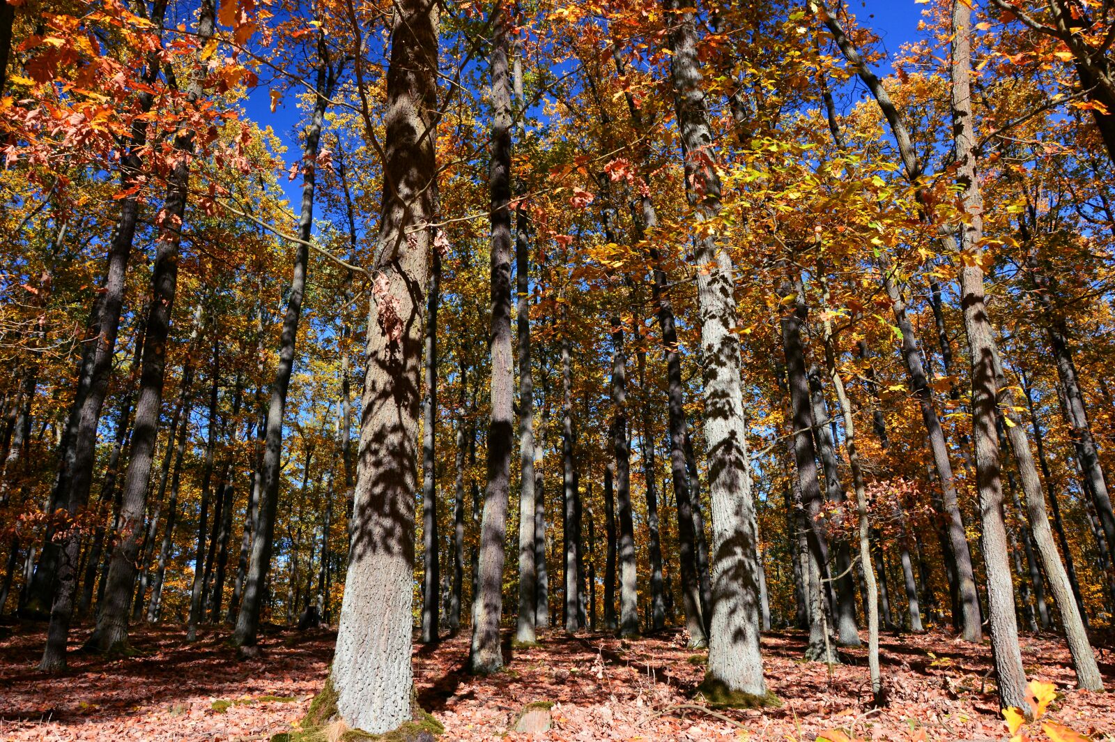 Nikon D3200 sample photo. Forest, deciduous forest, trees photography