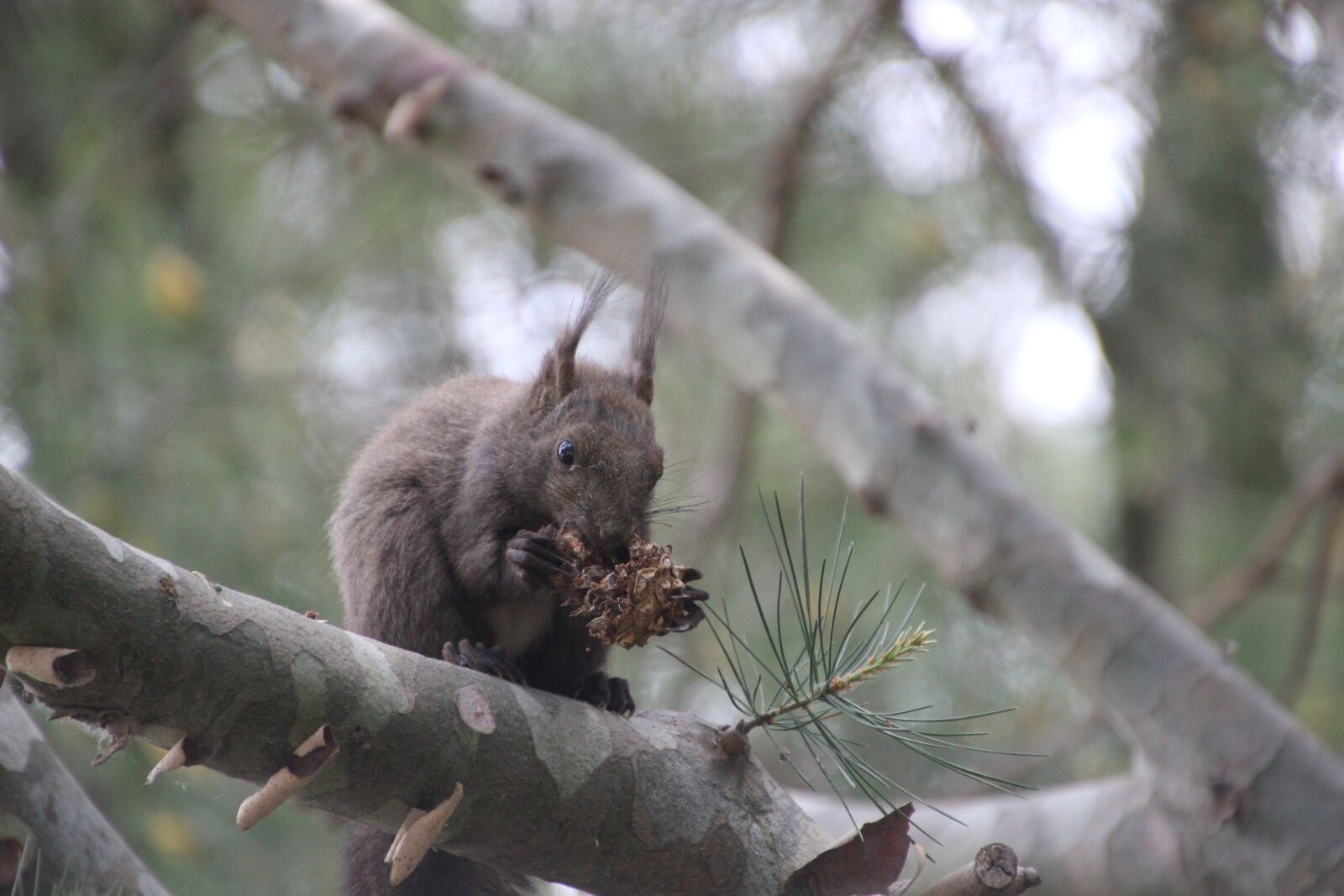 Canon EOS 600D (Rebel EOS T3i / EOS Kiss X5) sample photo. Animal, squirrel, eating photography