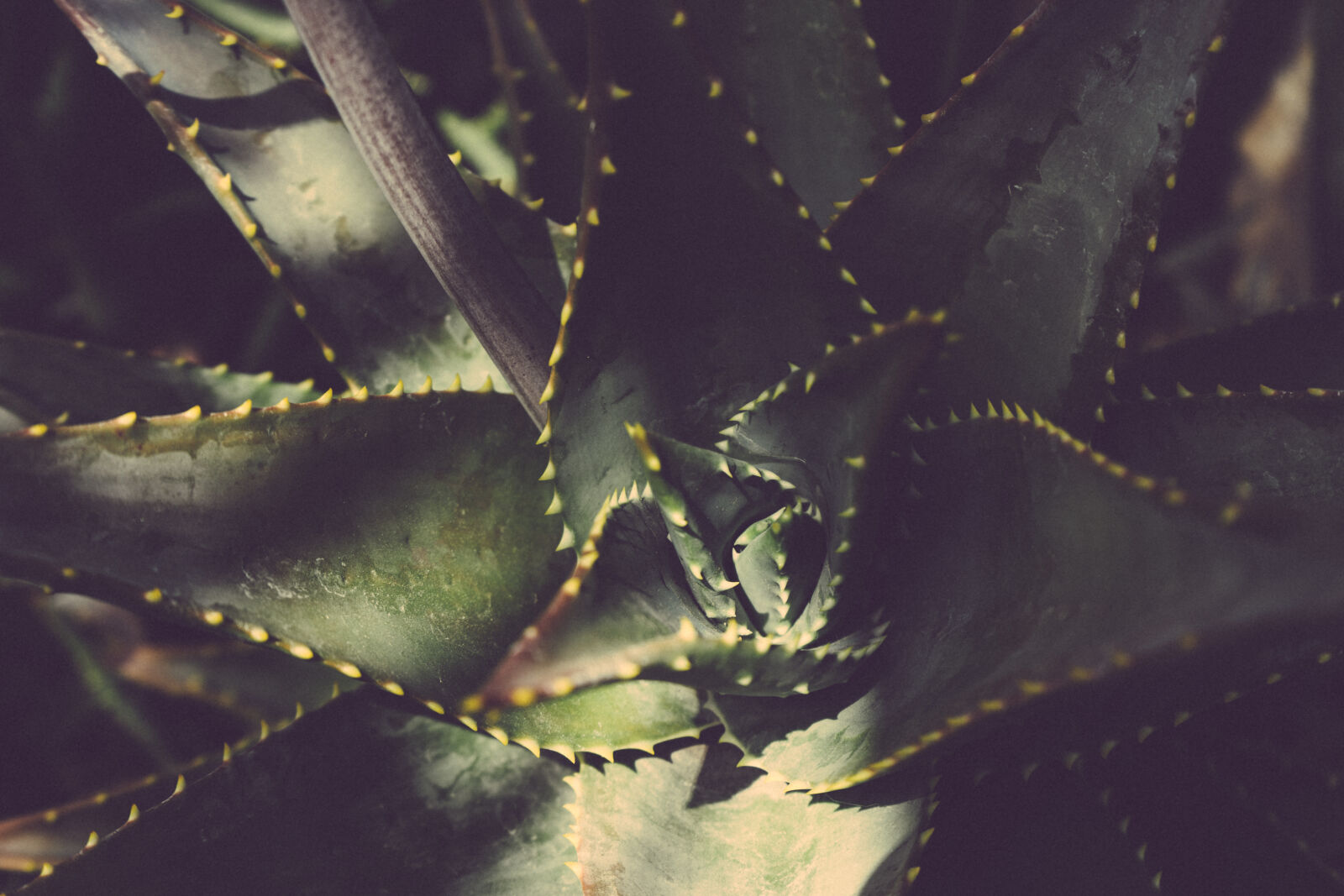 Sony a7 II + Sony FE 28-70mm F3.5-5.6 OSS sample photo. Blur, botanical, cactus, close photography