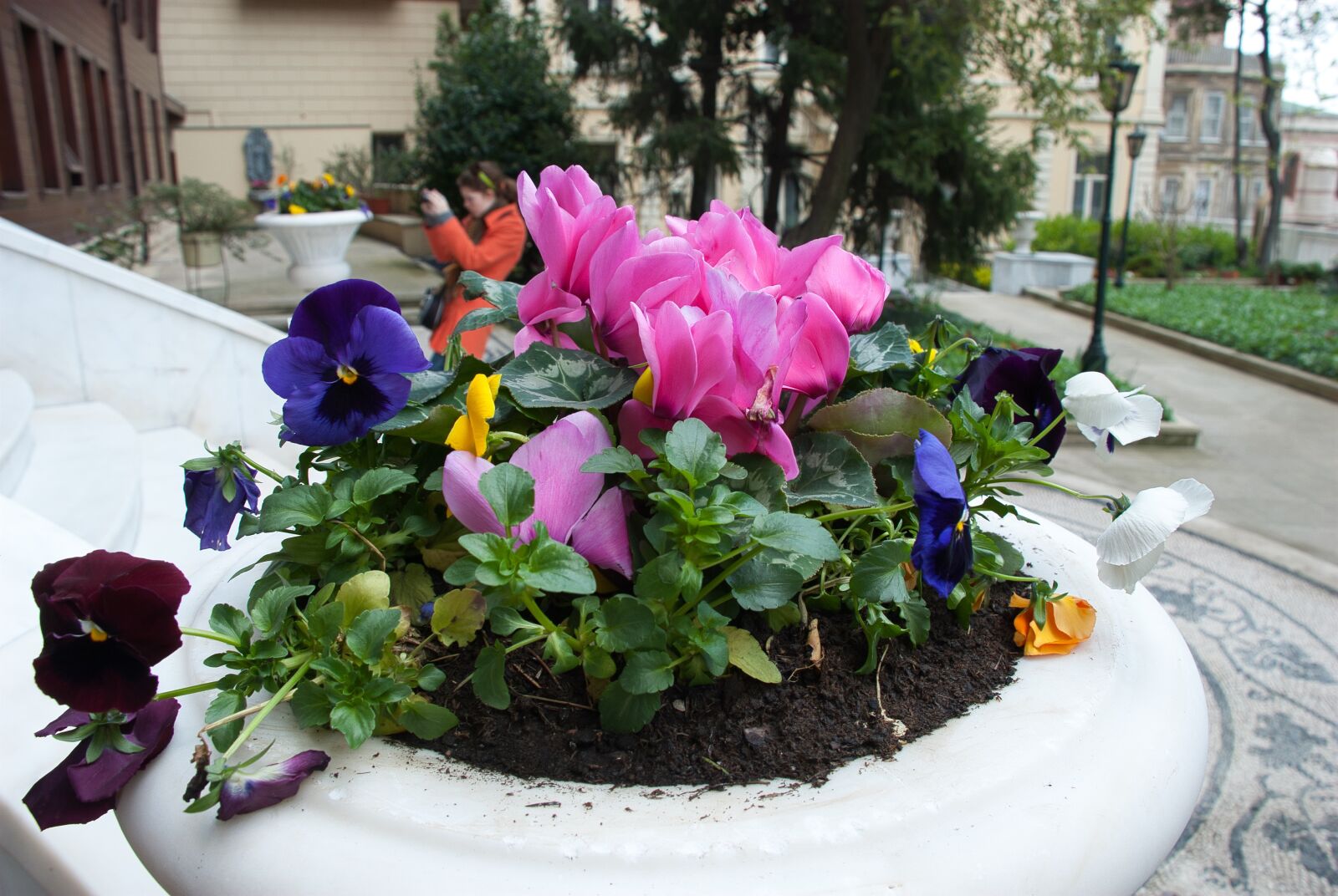 Nikon D80 sample photo. Flowers, flower bed, garden photography