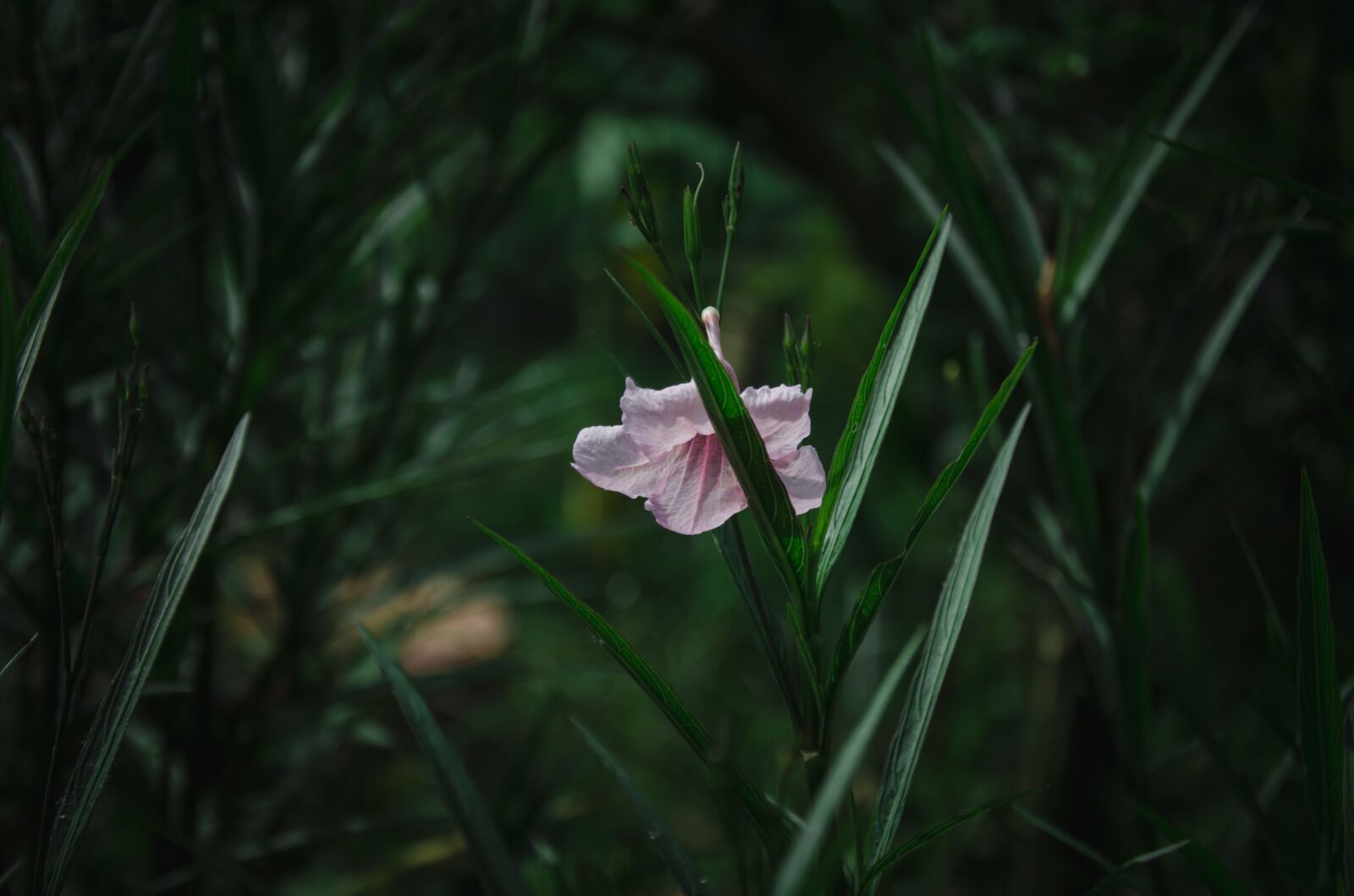 Nikon D7000 sample photo. Flower, purple, blooming photography