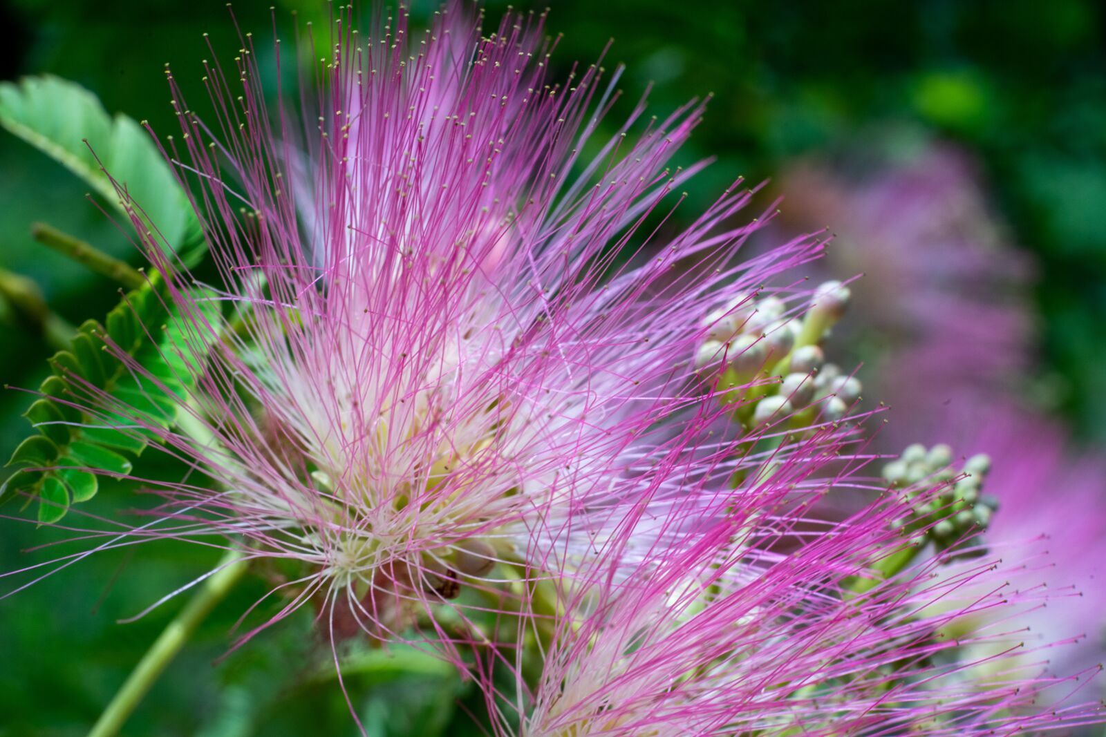 Sony a7 II + Sony FE 50mm F1.8 sample photo. Green, flower, nature photography