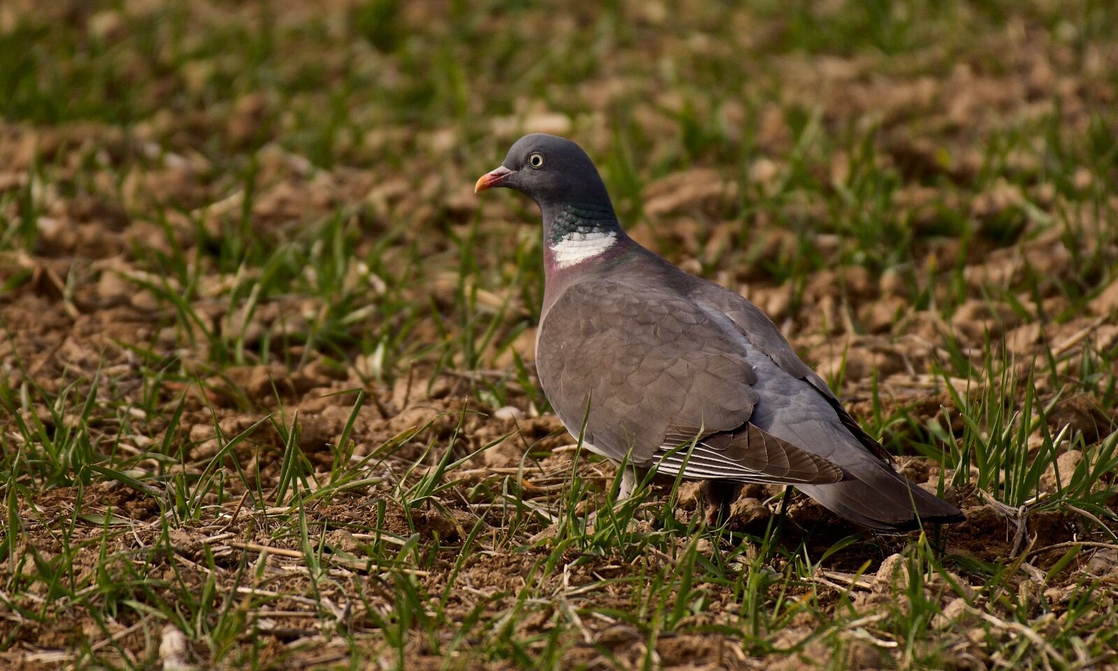 Nikon D750 sample photo. Nature, birds, wild life photography