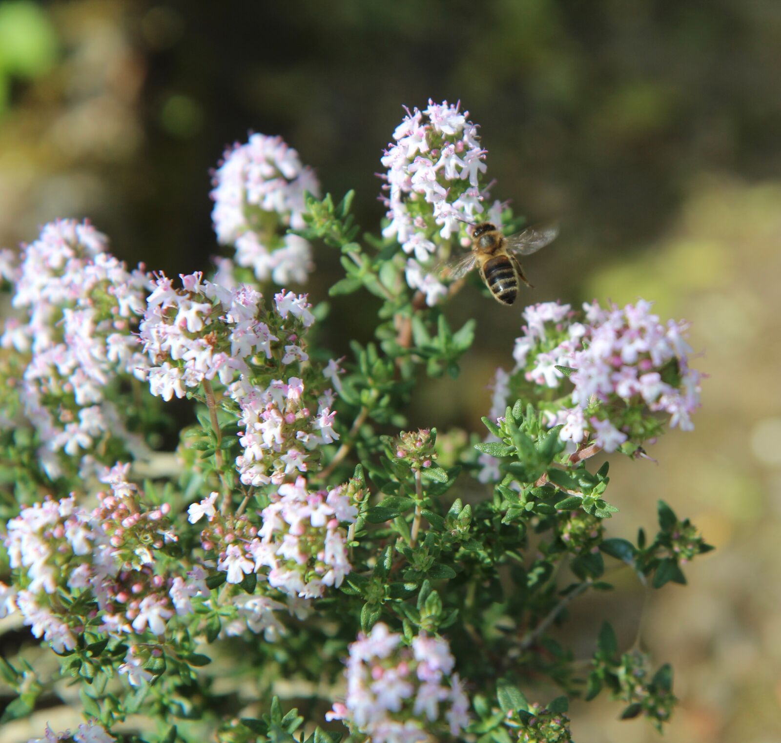 Canon EOS 600D (Rebel EOS T3i / EOS Kiss X5) sample photo. Thyme, thyme in flower photography