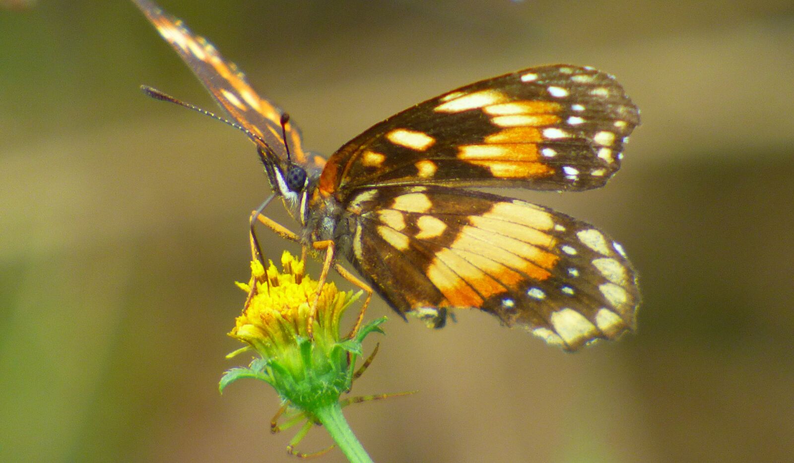 Panasonic Lumix DMC-FZ70 sample photo. Butterfly, pollen, flower photography