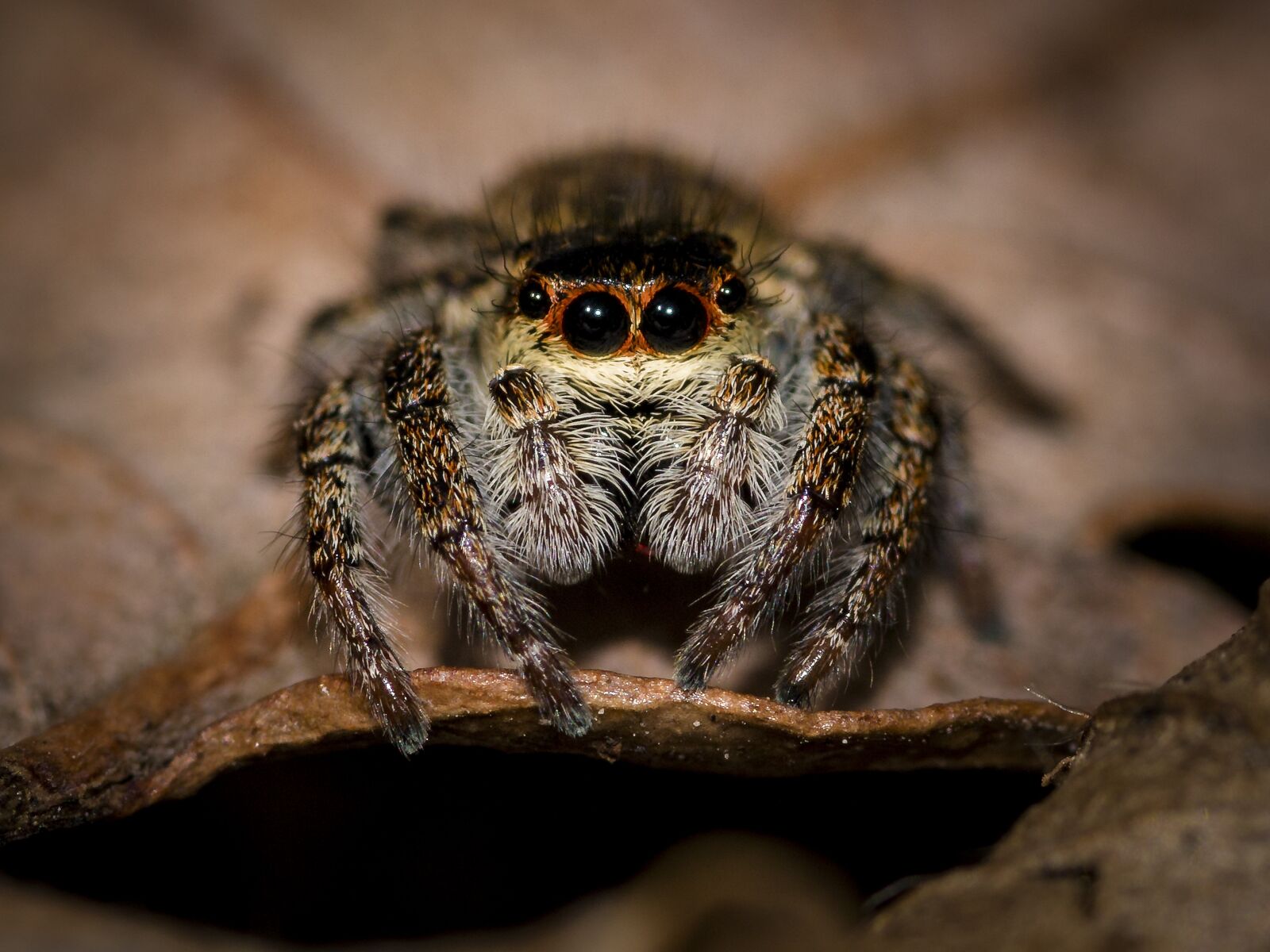 Canon EOS 70D sample photo. Spider, jumping spider, small photography