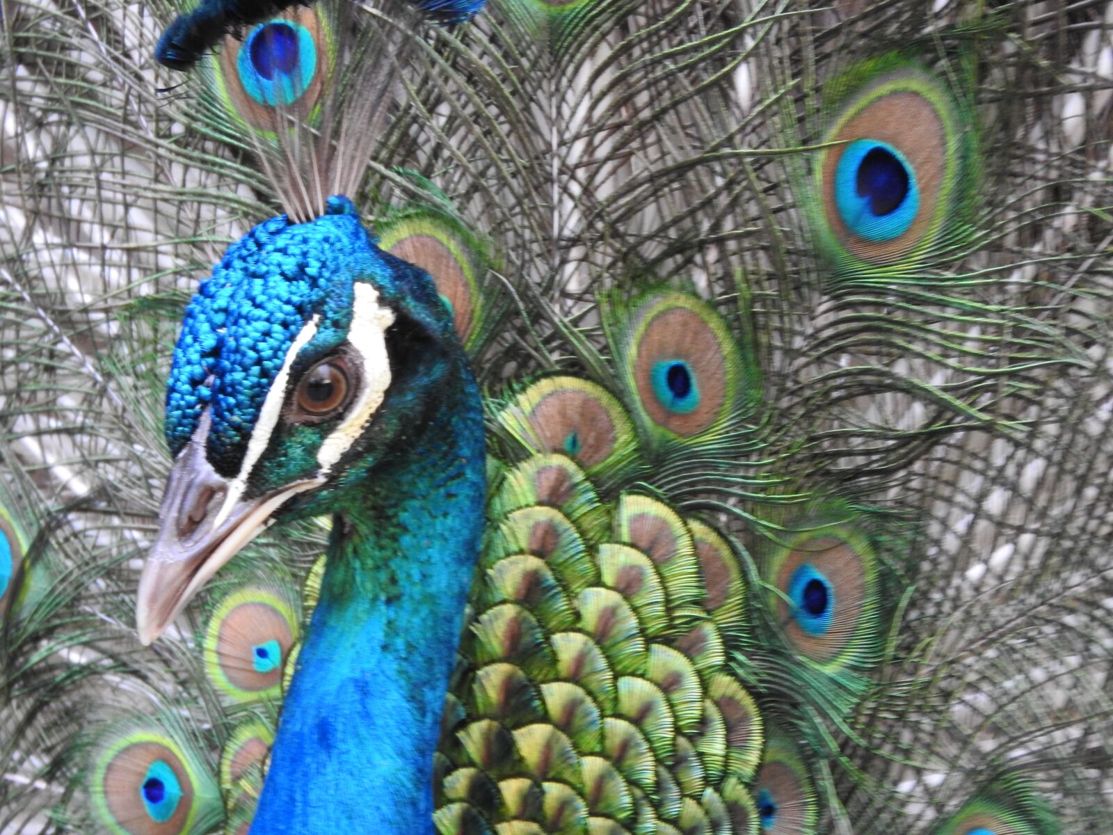 Nikon Coolpix P610 sample photo. Bird, colorful, peacock photography