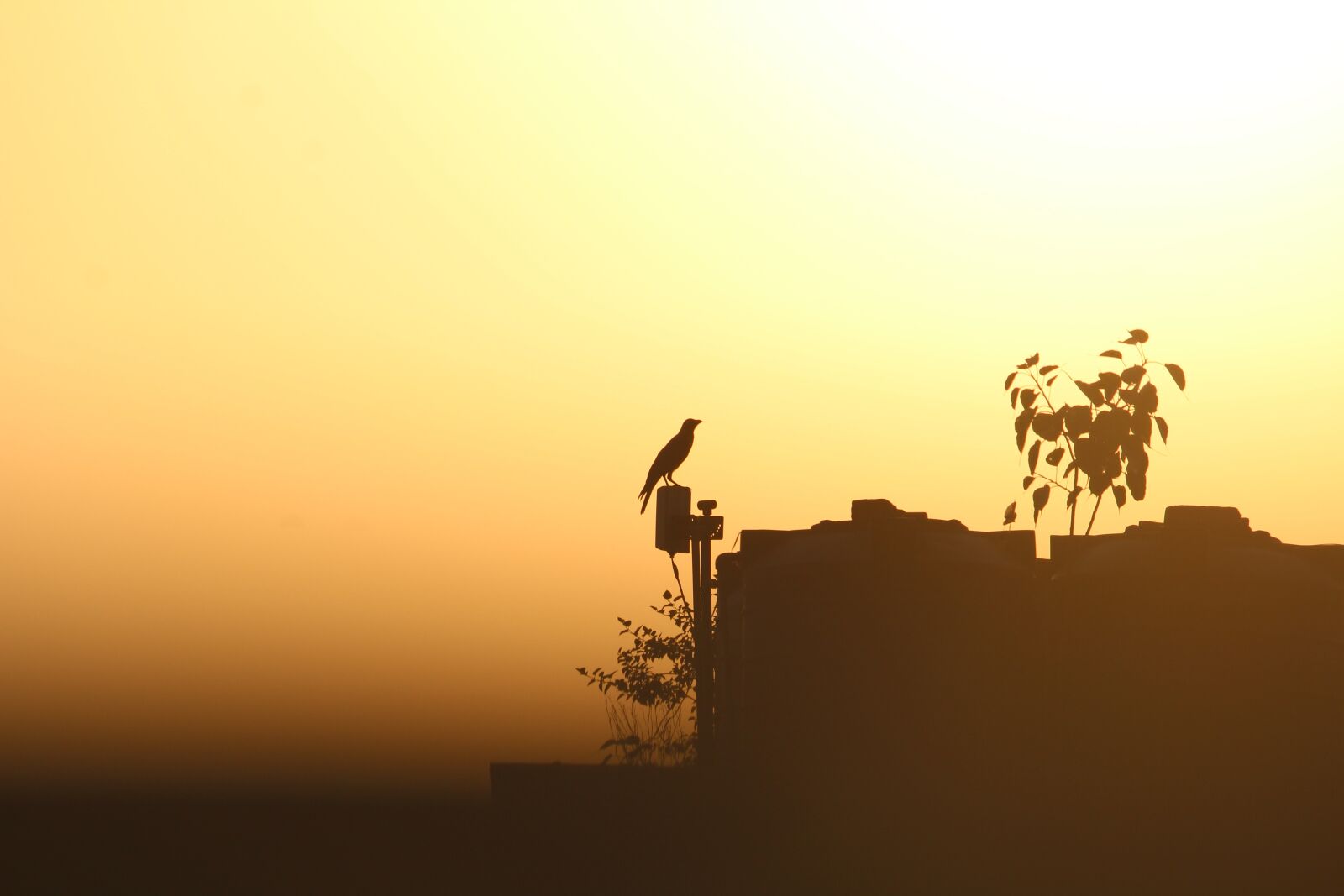 Canon EOS 1200D (EOS Rebel T5 / EOS Kiss X70 / EOS Hi) sample photo. Crow, sunset, sunrays photography