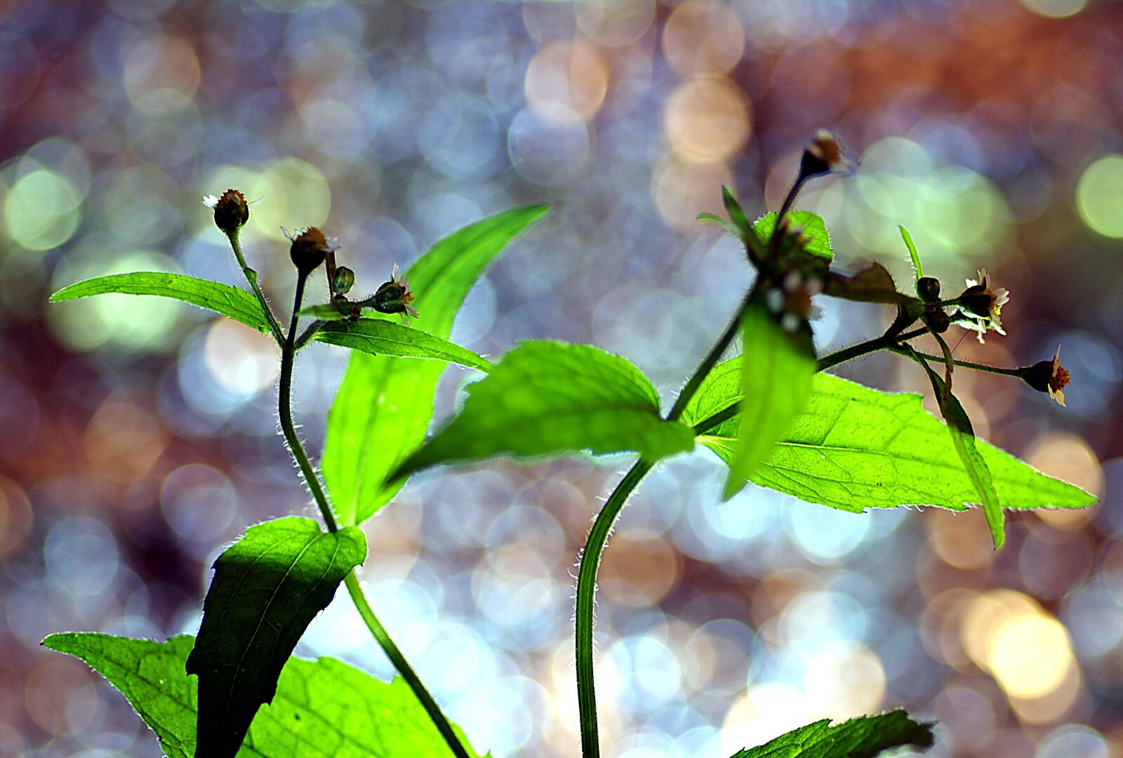 Pentax K-S2 sample photo. Colorful plants, colors of photography