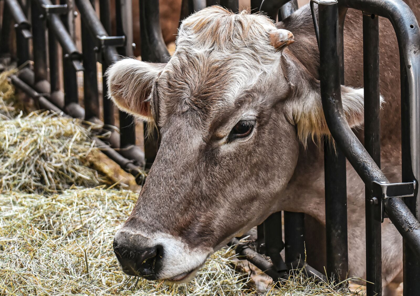 Nikon D7200 sample photo. Cow, beef, snout photography