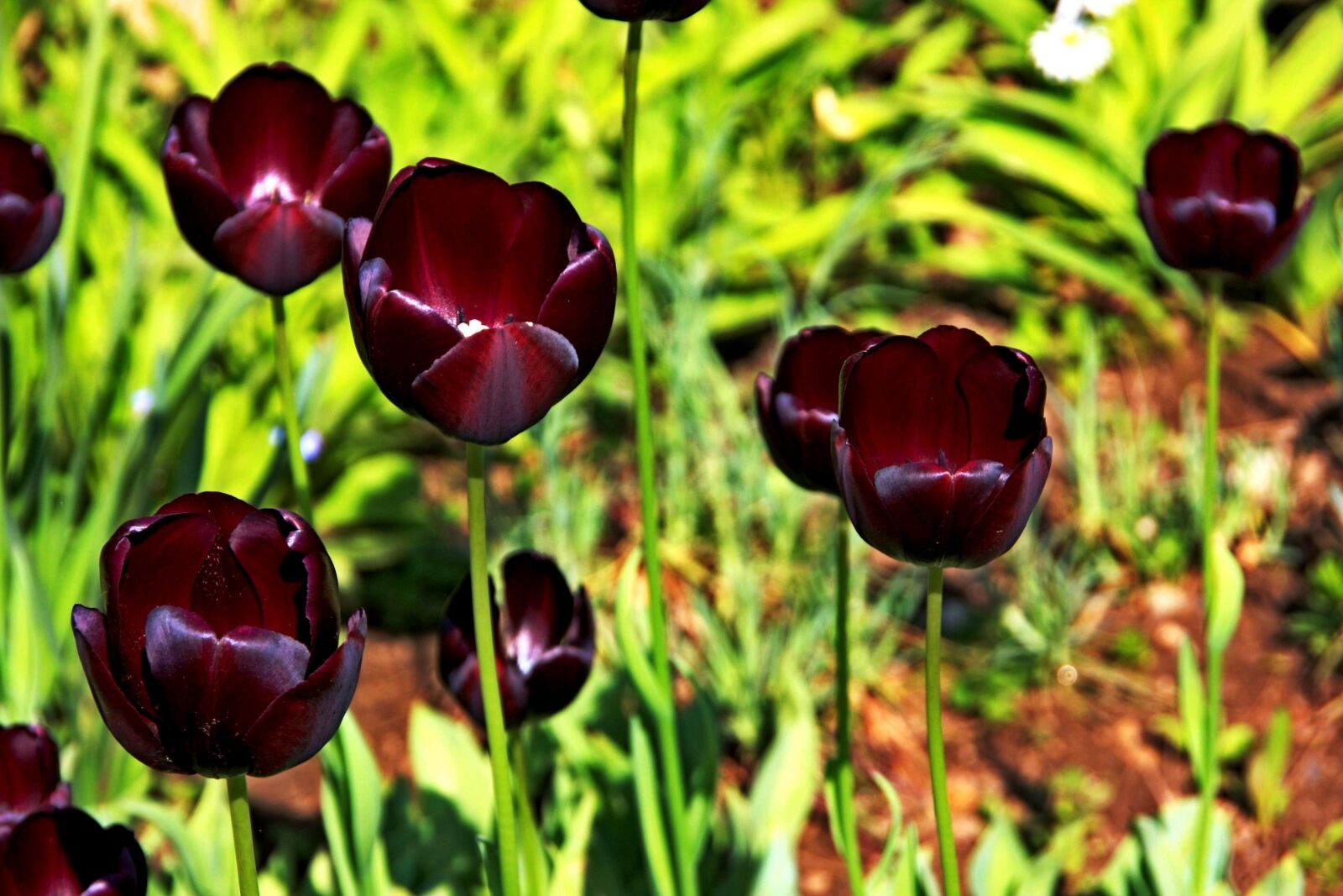 Canon EOS 40D sample photo. Flower, nature, spring photography